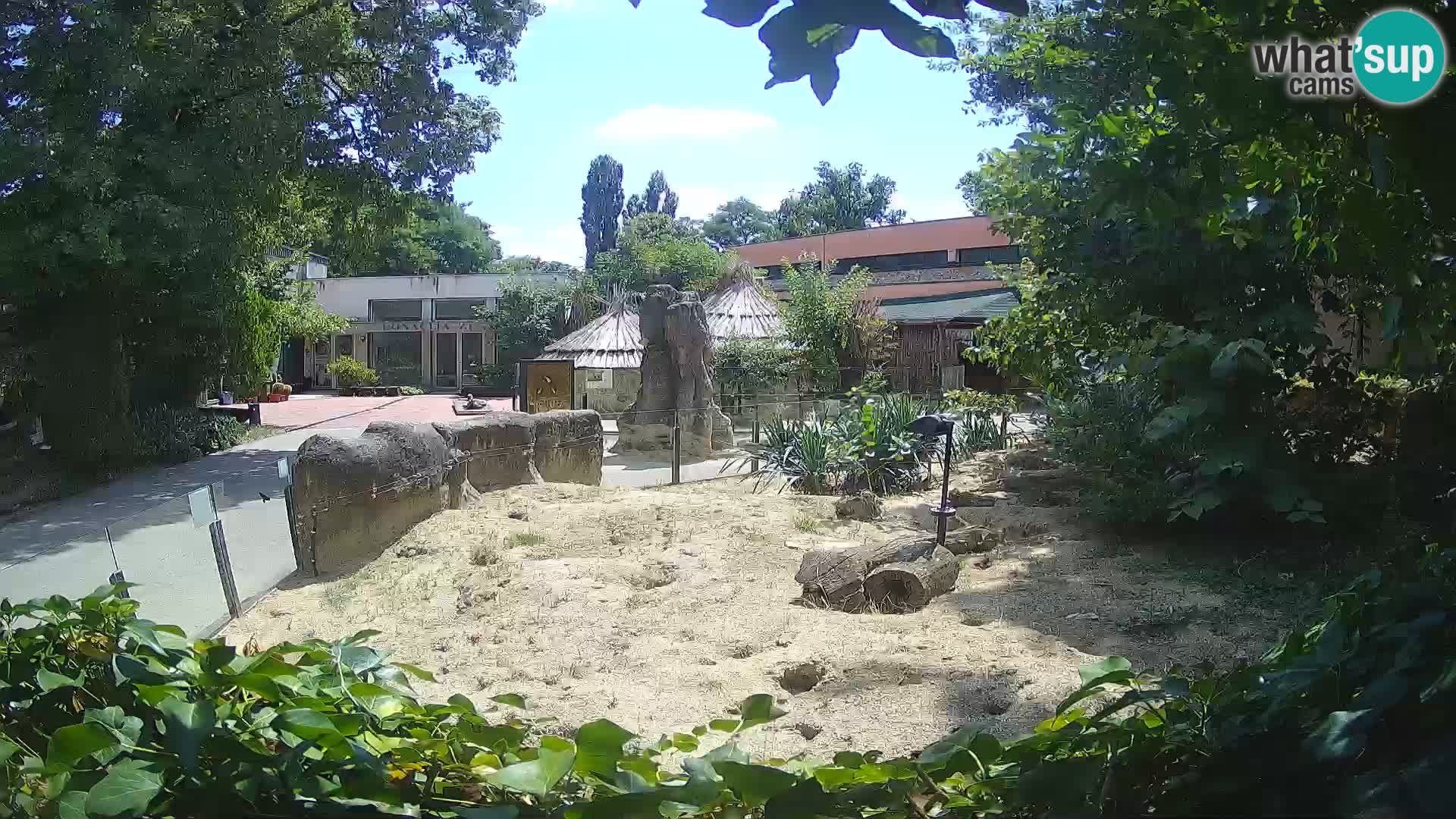 Zoo Zagreb – Suricate