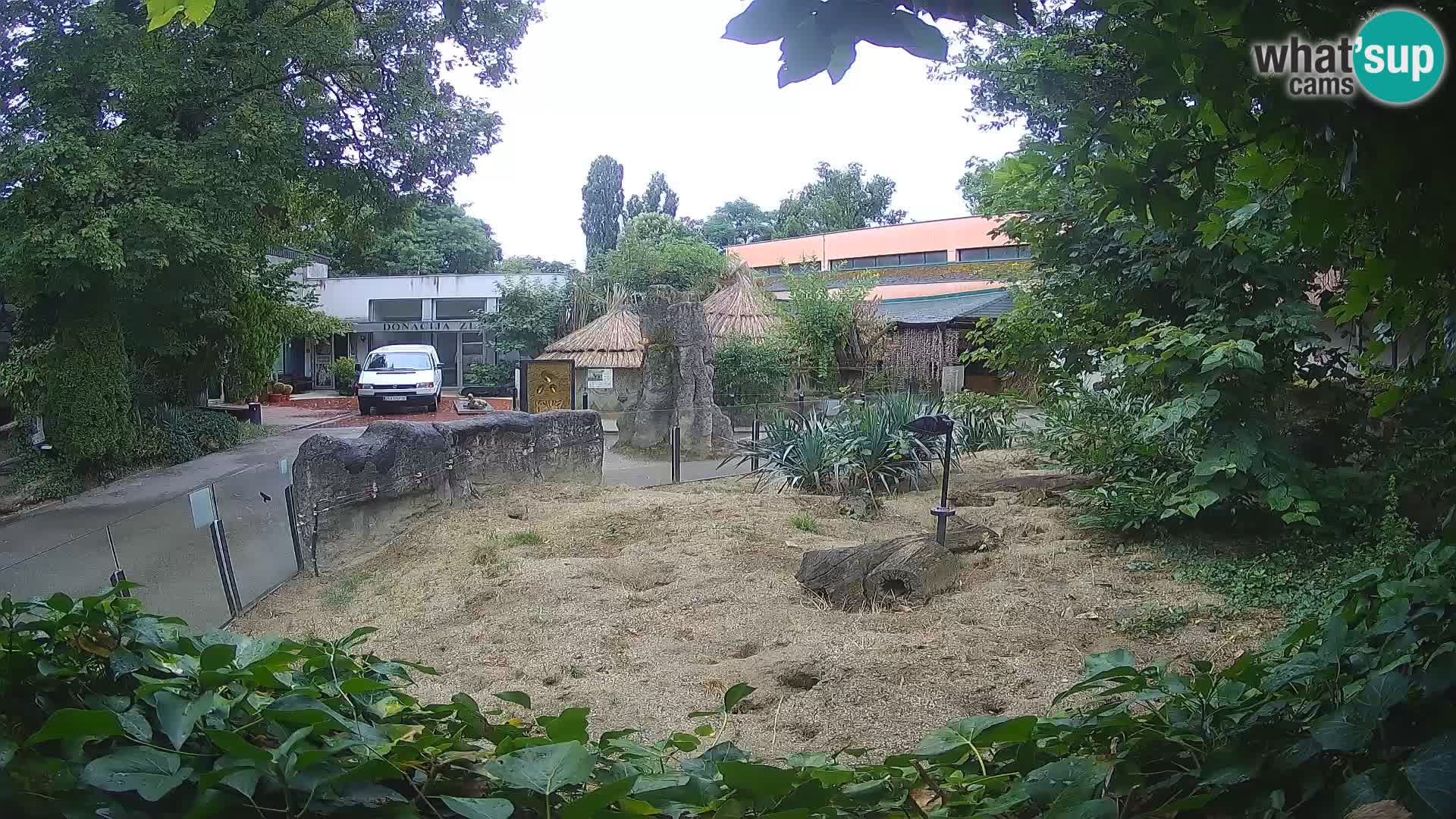 Zoo Zagreb – Meerkat (Suricate)