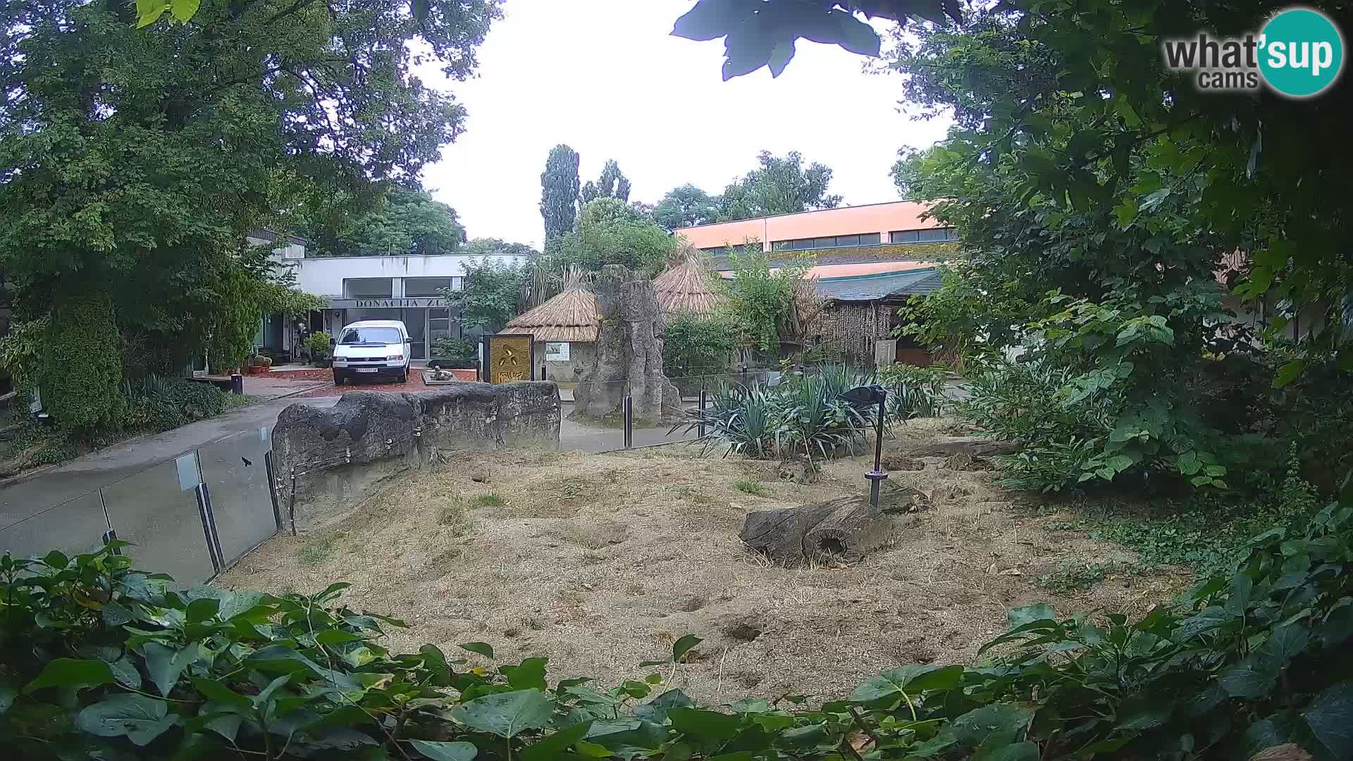 Zoo Zagreb – Meerkat (Suricate)