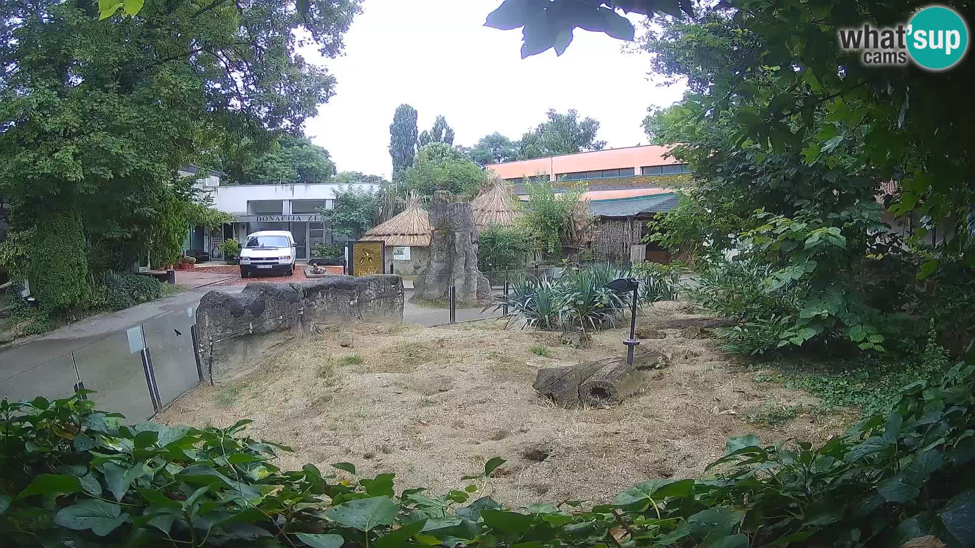 Zoo Zagreb – Merkat