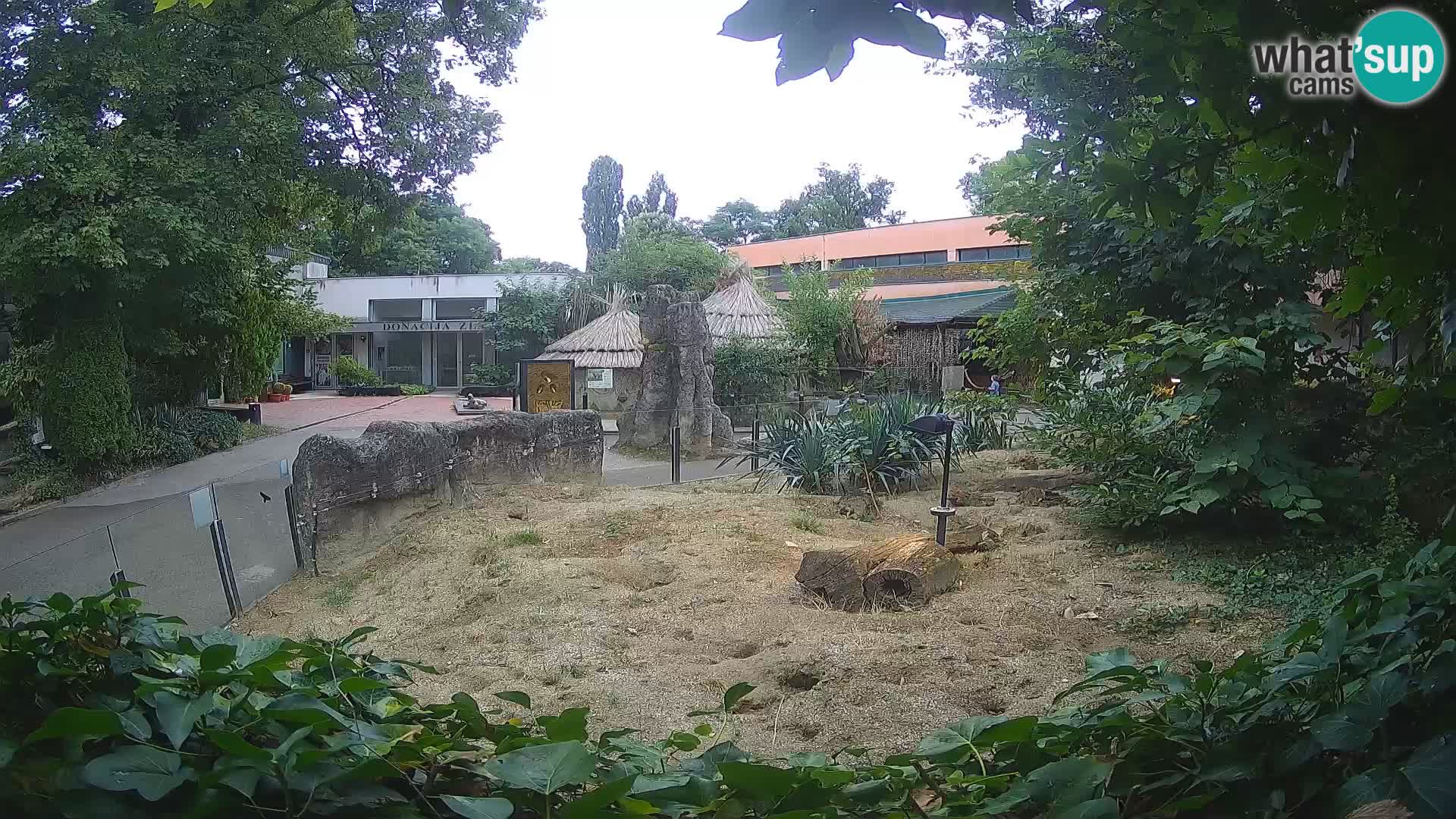 Zoo Zagreb – Suricata