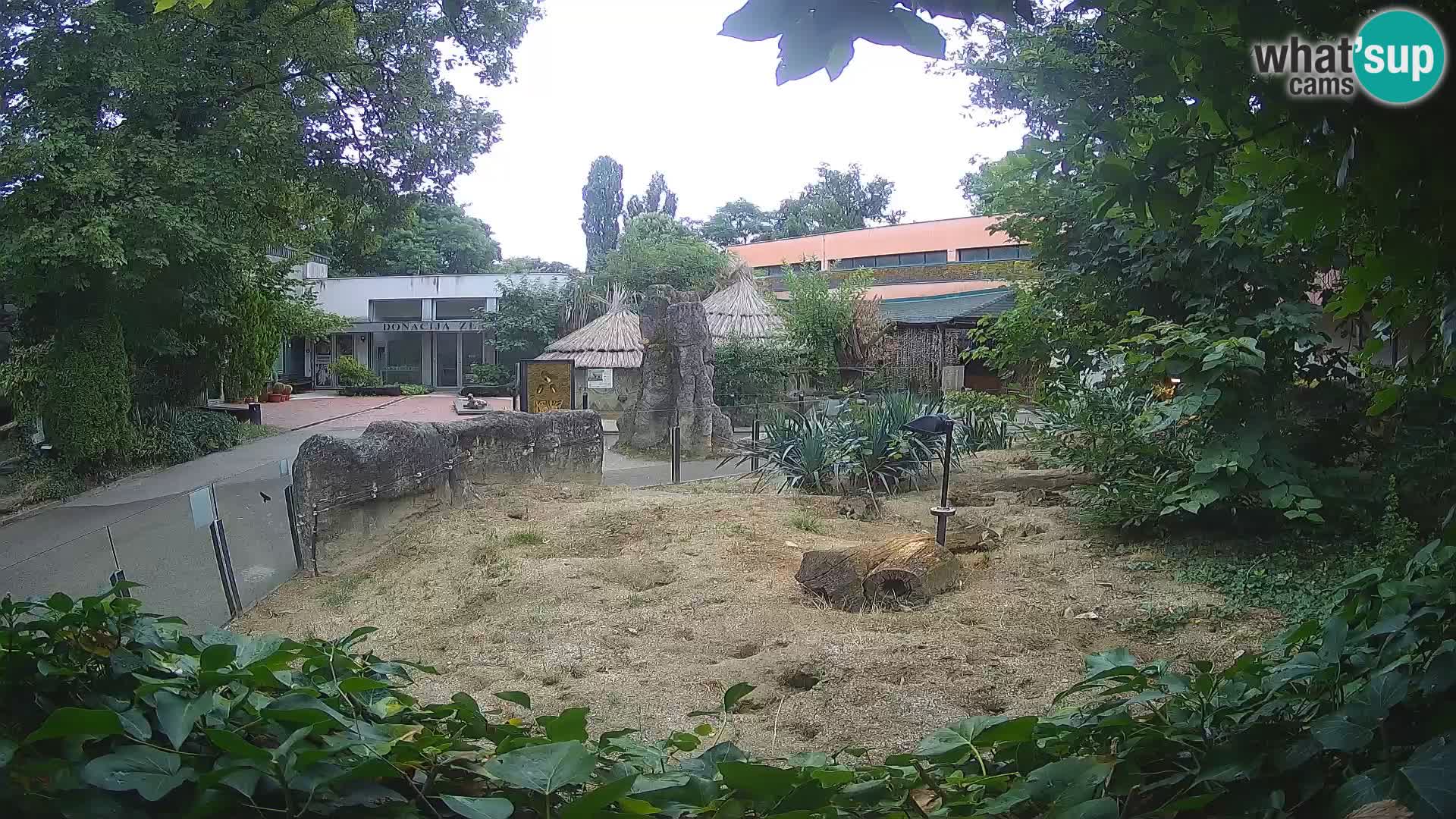 Zoo Zagreb – Surikate