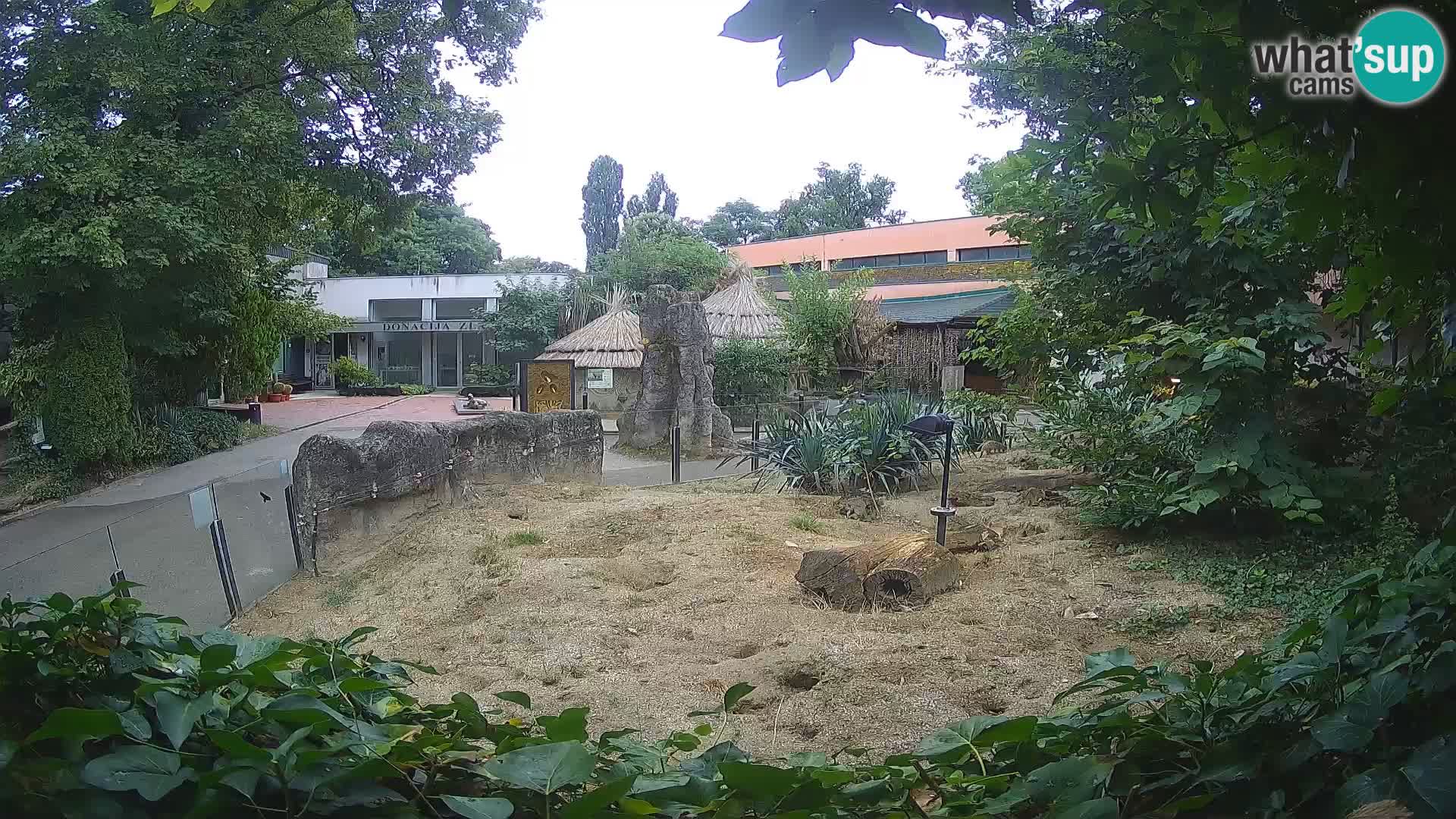 Zoo Zagreb – Surikate