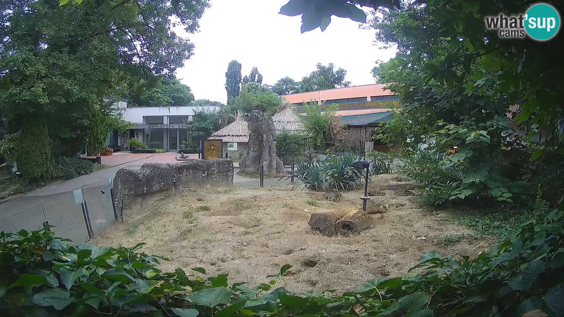 Zoo Zagreb – Meerkat (Suricate)