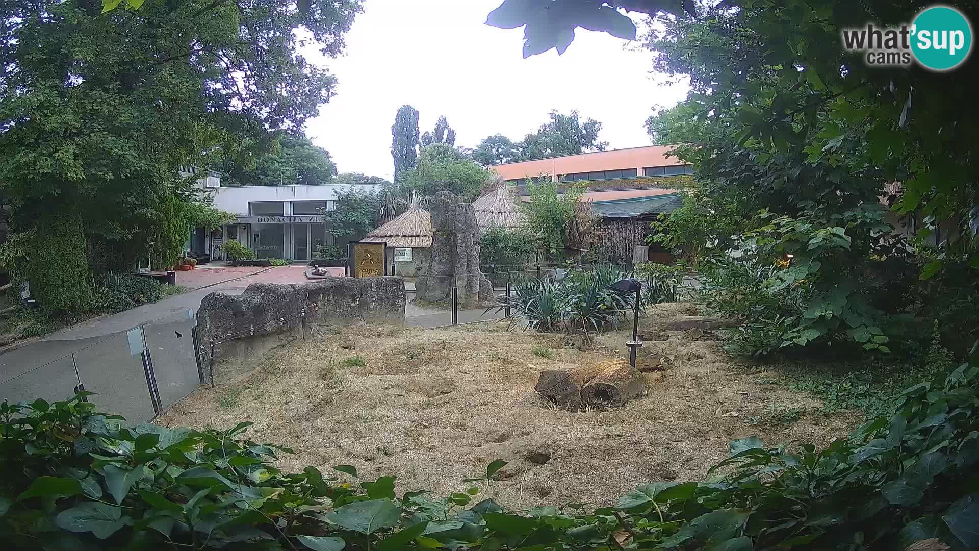 Zoo Zagreb – Erdmännchen