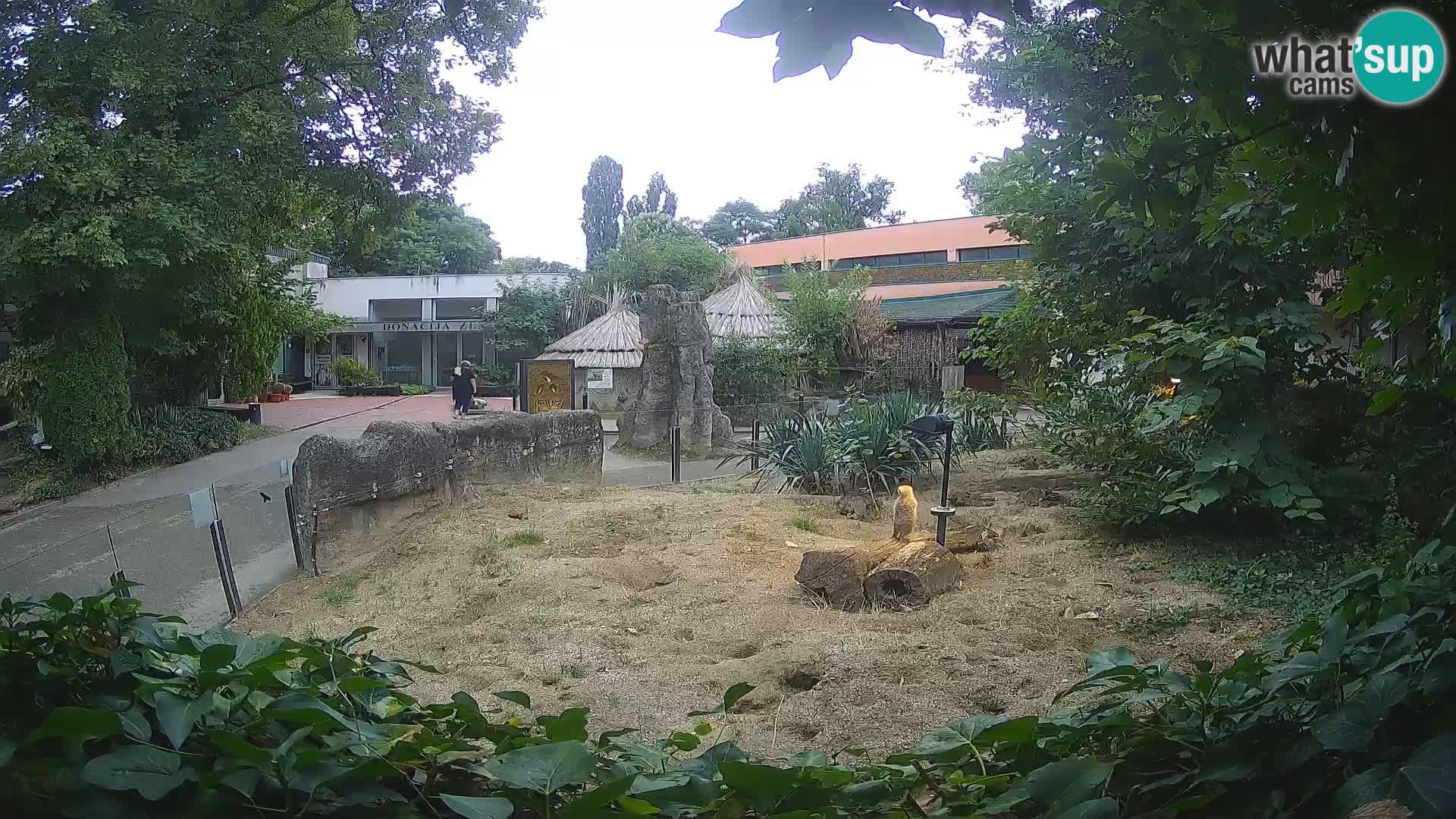 Zoo Zagreb – Merkat
