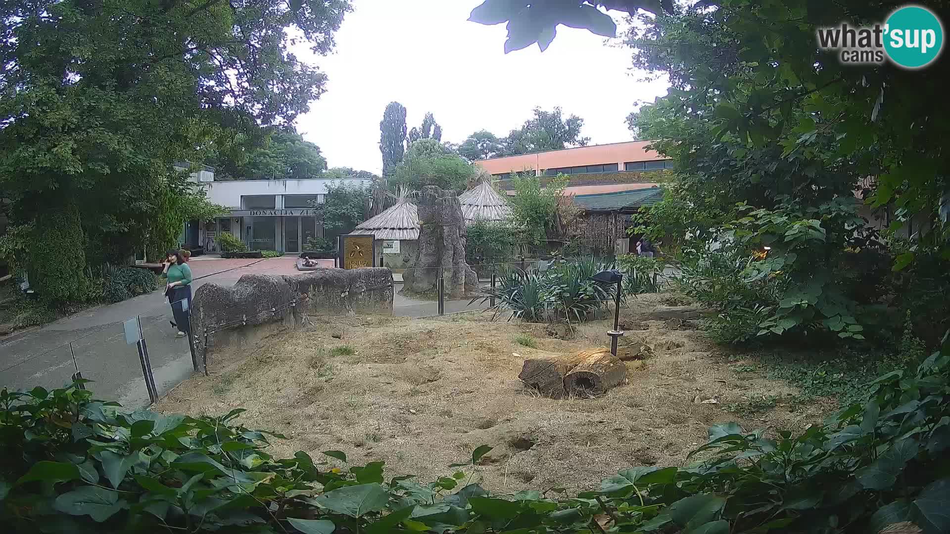 Zoo Zagreb – Surikate