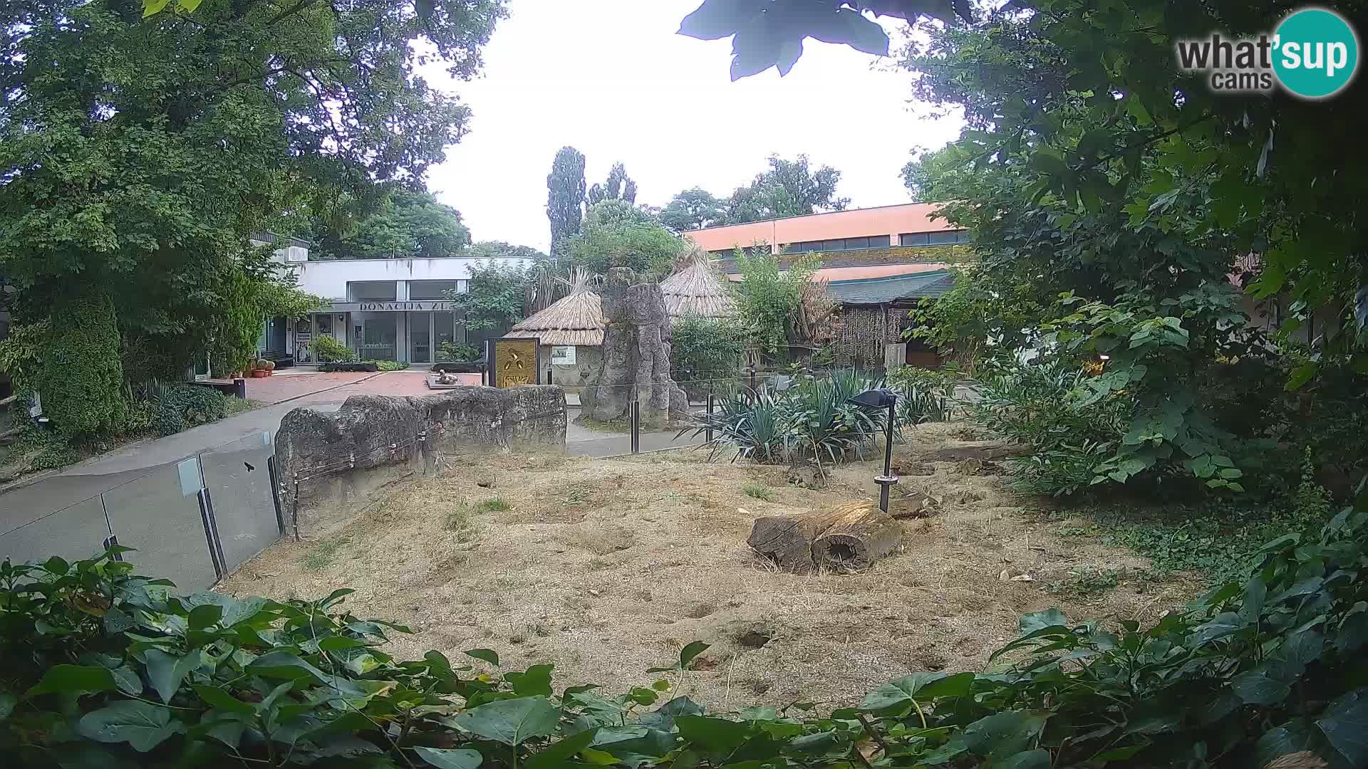 Zoo Zagreb – Surikate