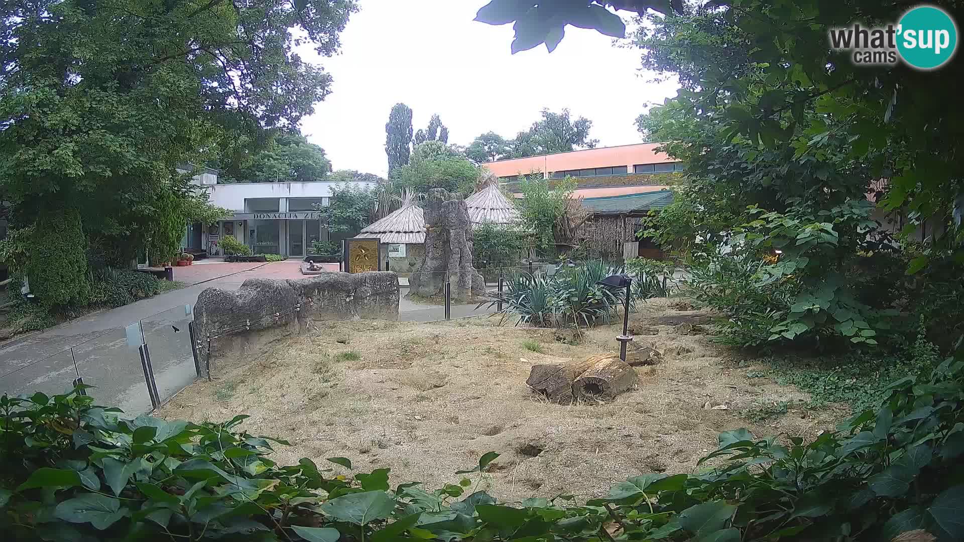 Zoo Zagreb – Merkat