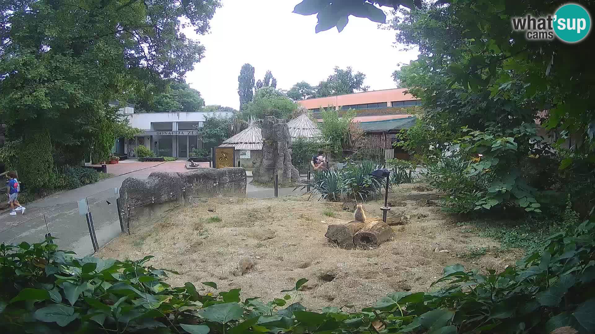 Zoo Zagreb – Suricate