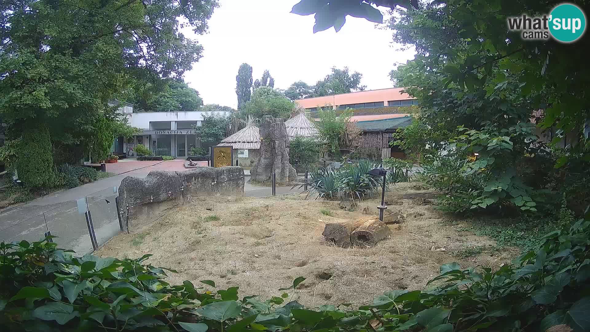 Zoo Zagreb – Suricate