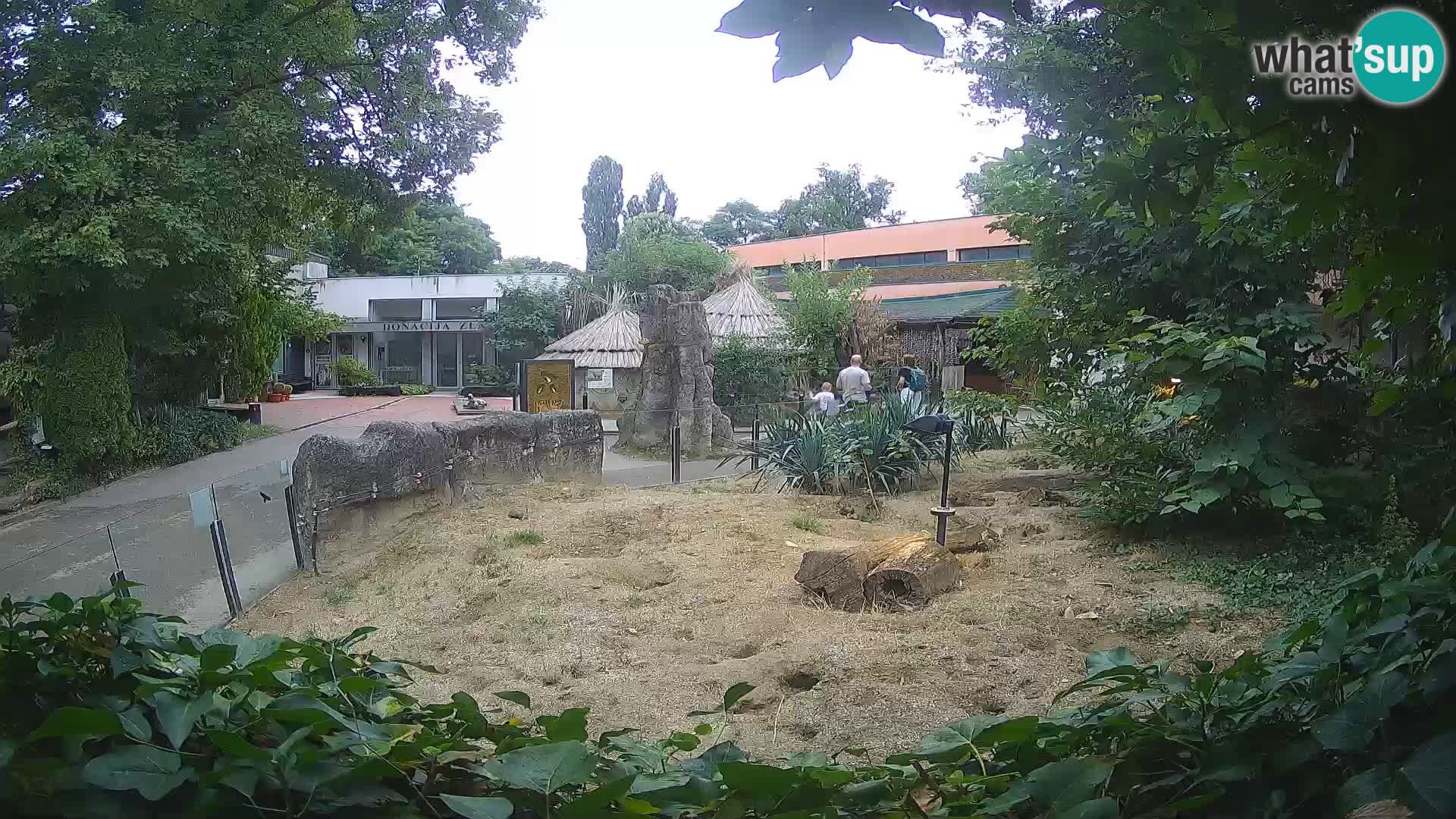 Zoo Zagreb – Merkat