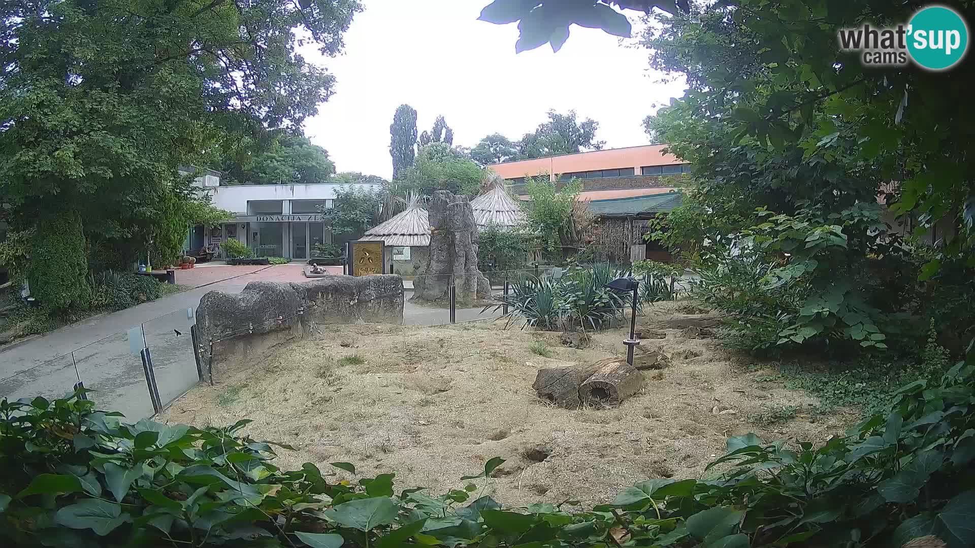 Zoo Zagreb – Merkat