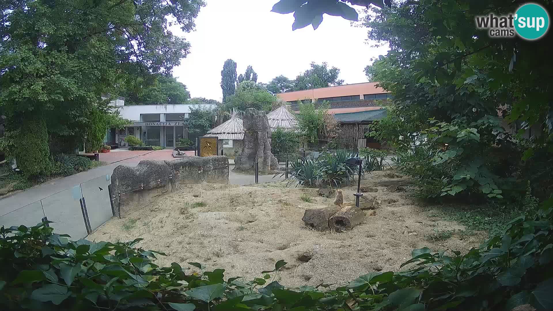 Zoo Zagreb – Erdmännchen