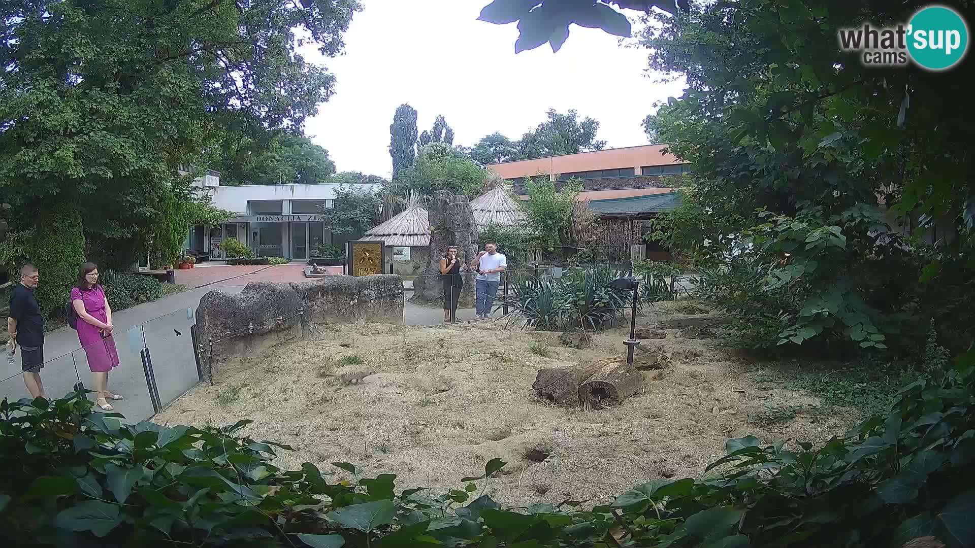 Zoo Zagreb – Merkat