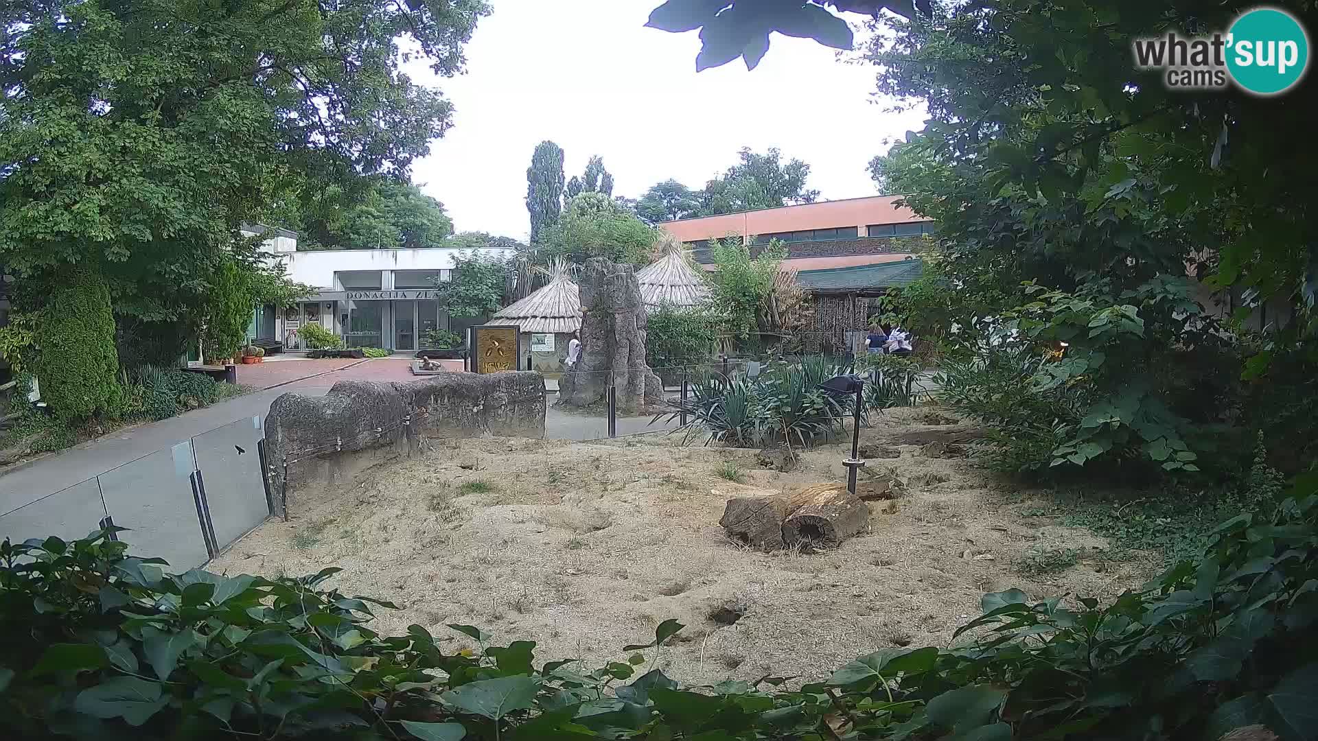 Zoo Zagreb – Suricata