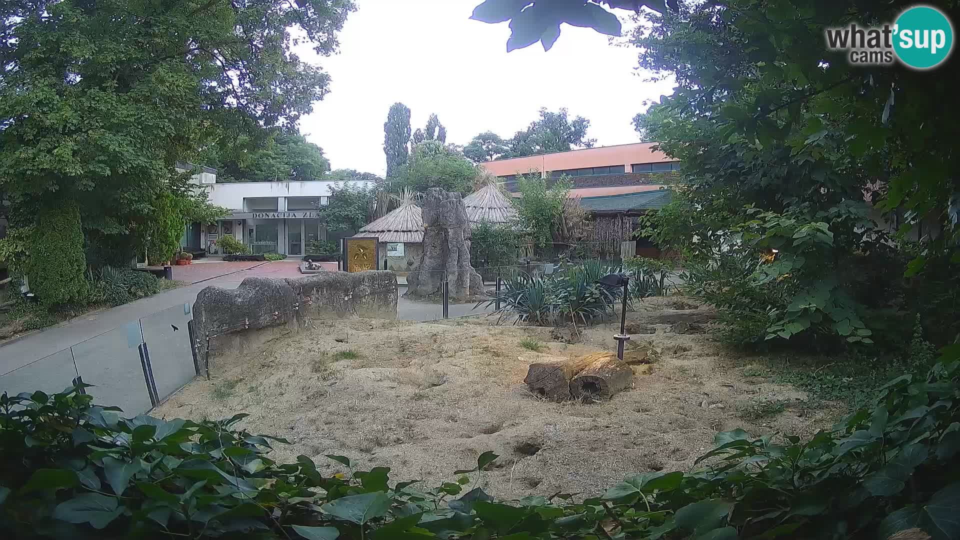 Zoo Zagreb – Surikate