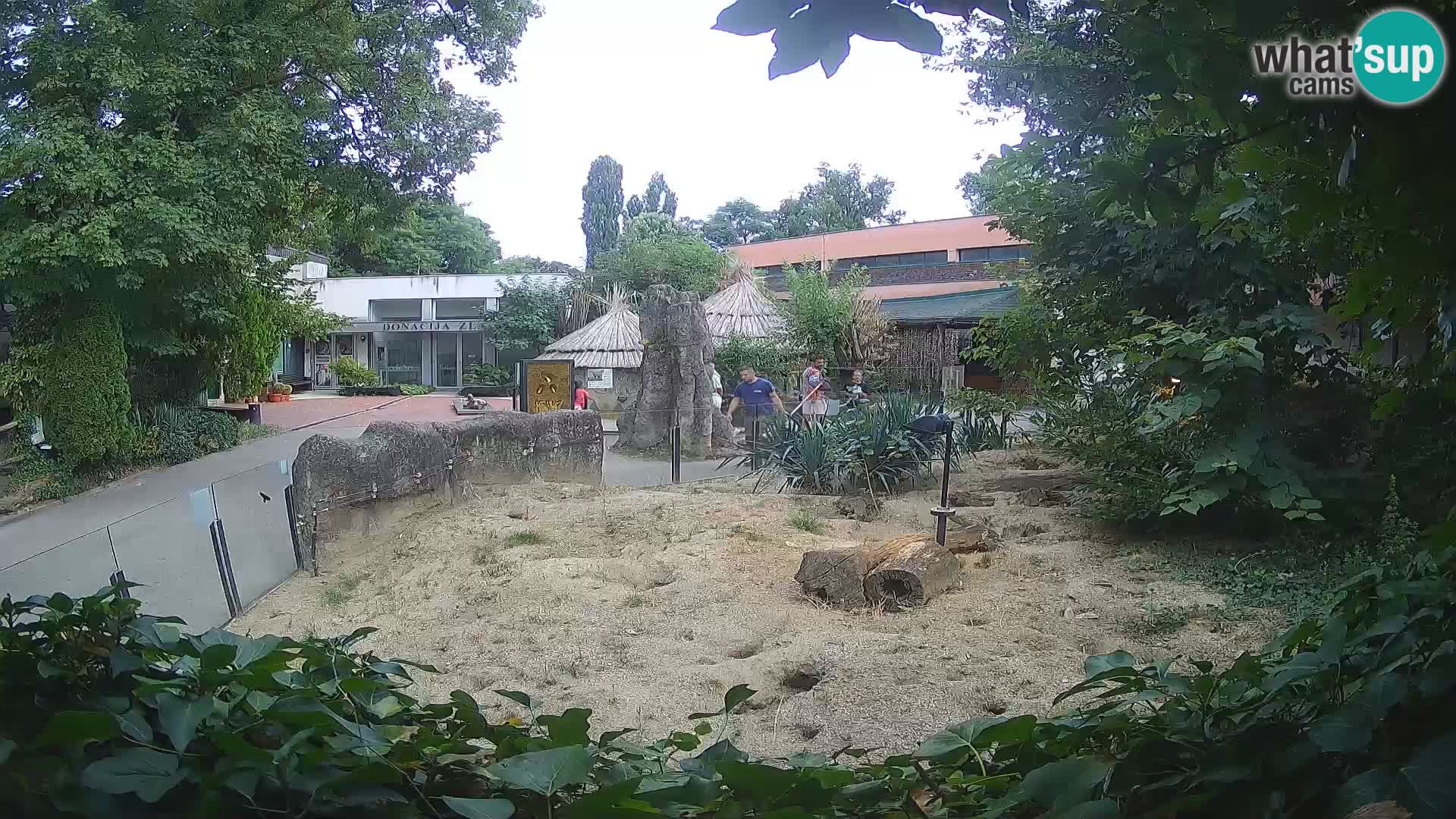 Zoo Zagreb – Suricata