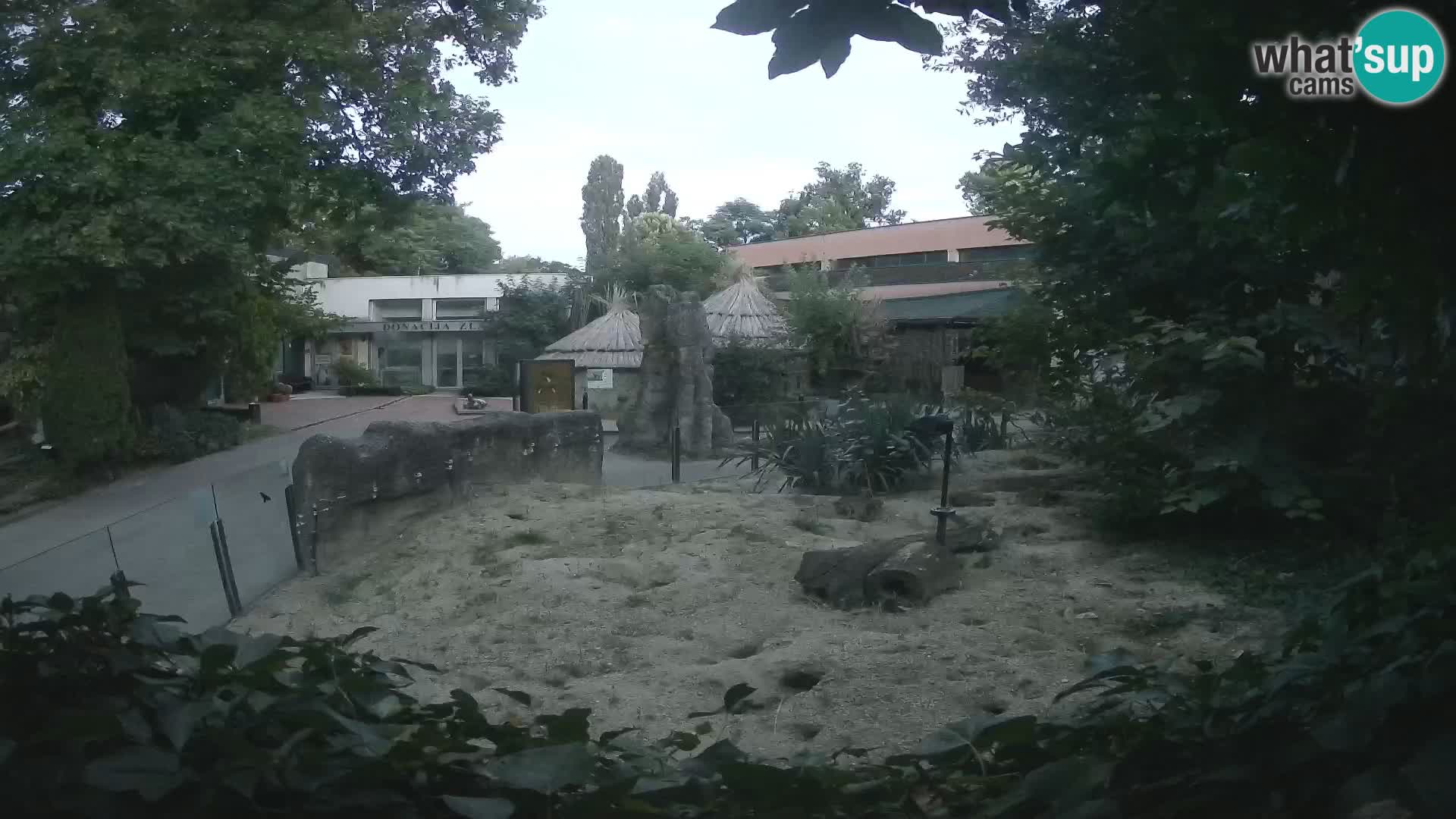 Zoo Zagreb – Merkat