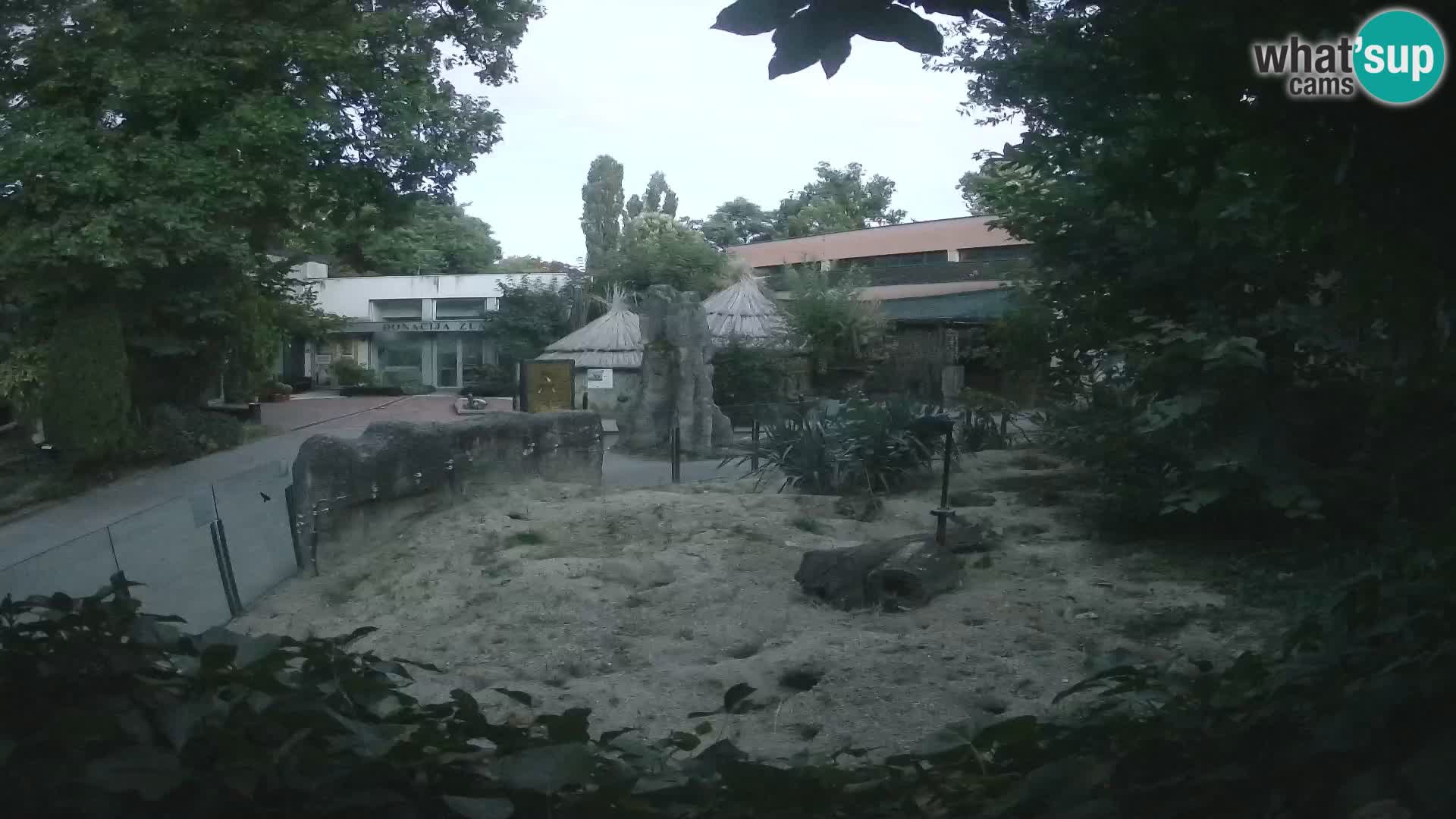 Zoo Zagreb – Suricate