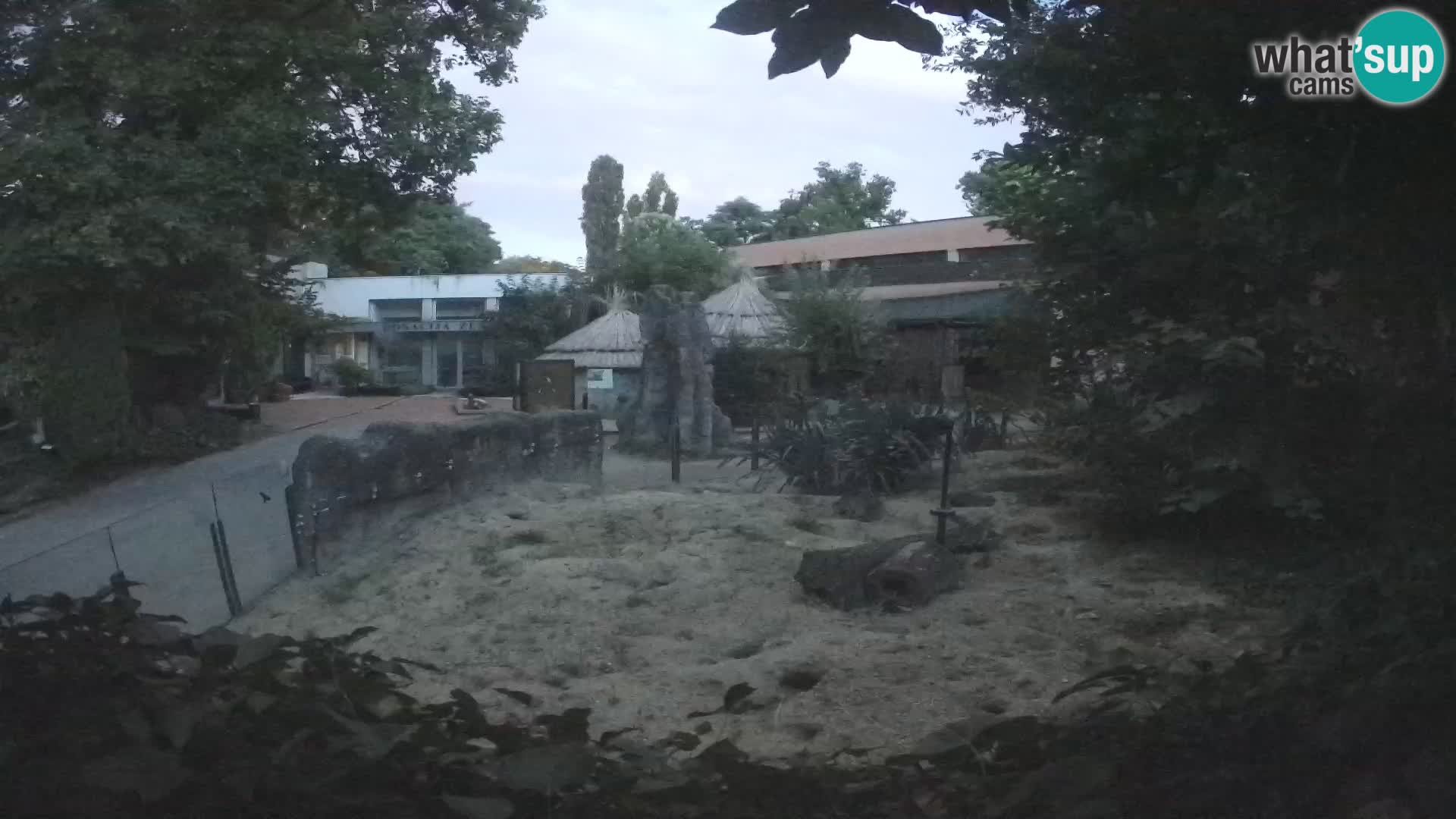 Zoo Zagreb – Suricata