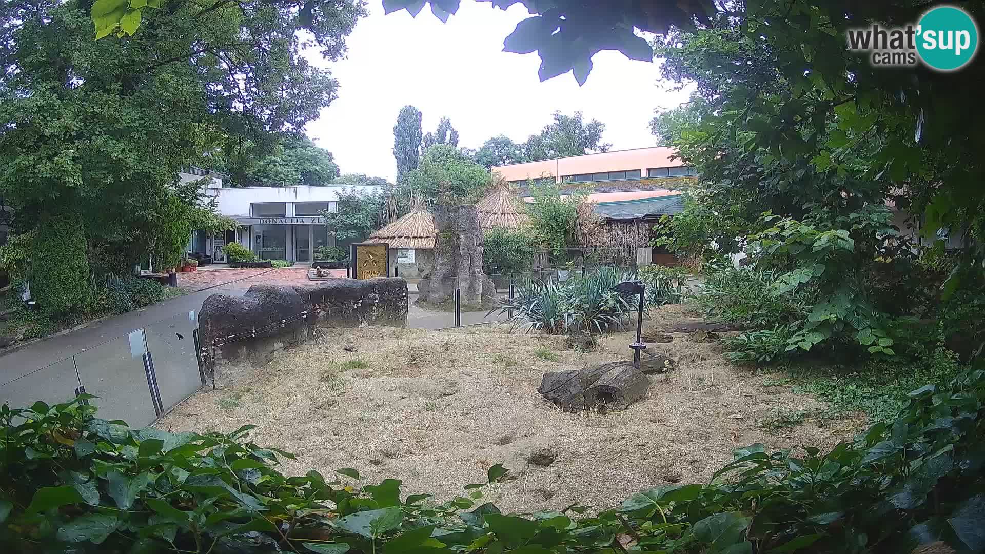 Zoo Zagreb – Merkat