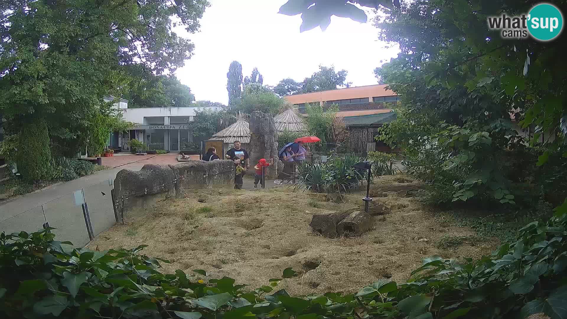 Zoo Zagreb – Suricate