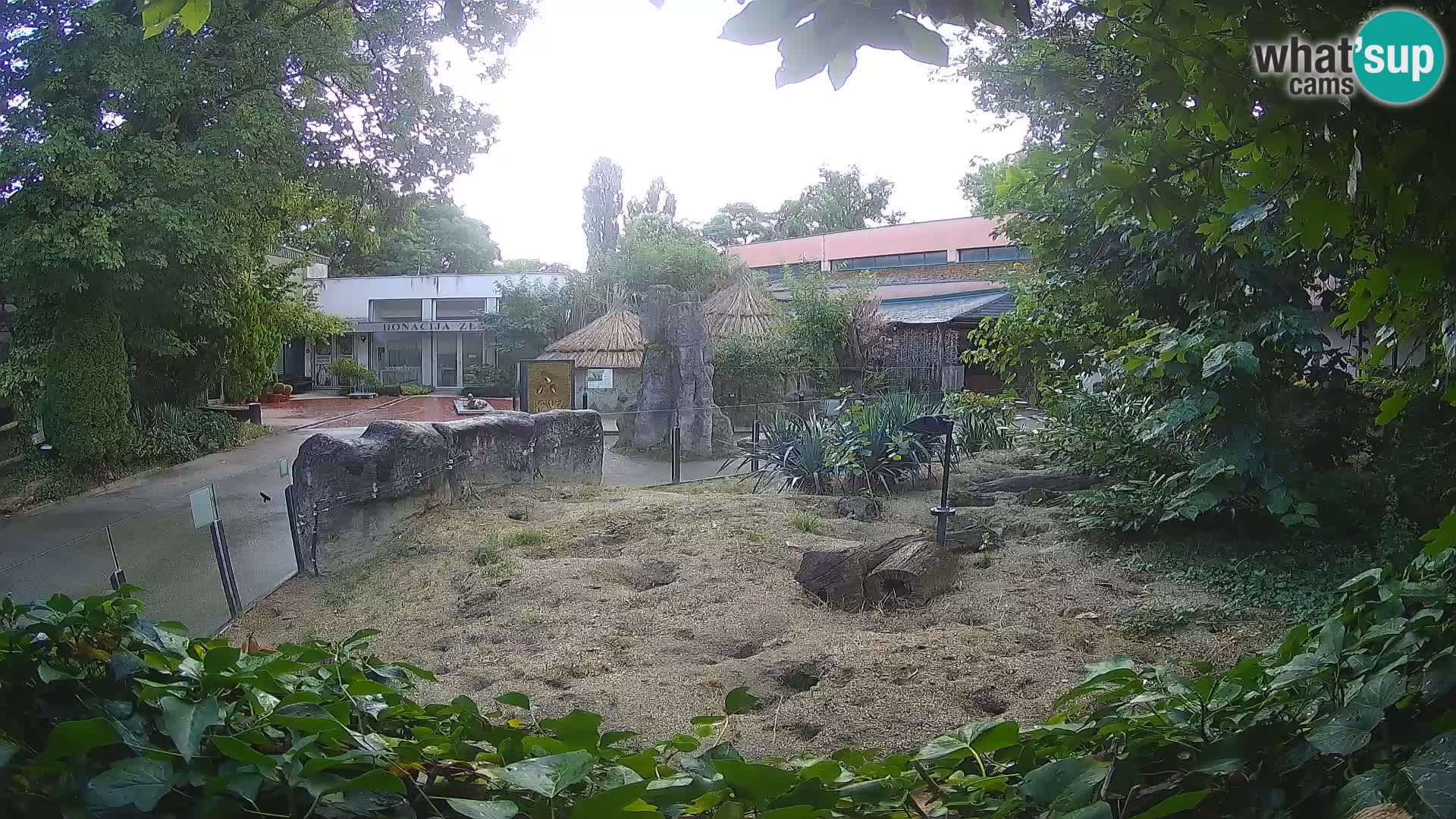 Zoo Zagreb – Erdmännchen