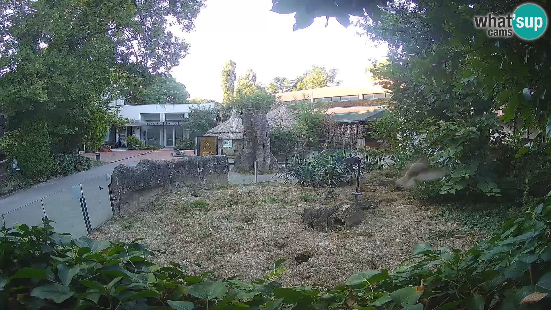 Zoo Zagreb – Suricata