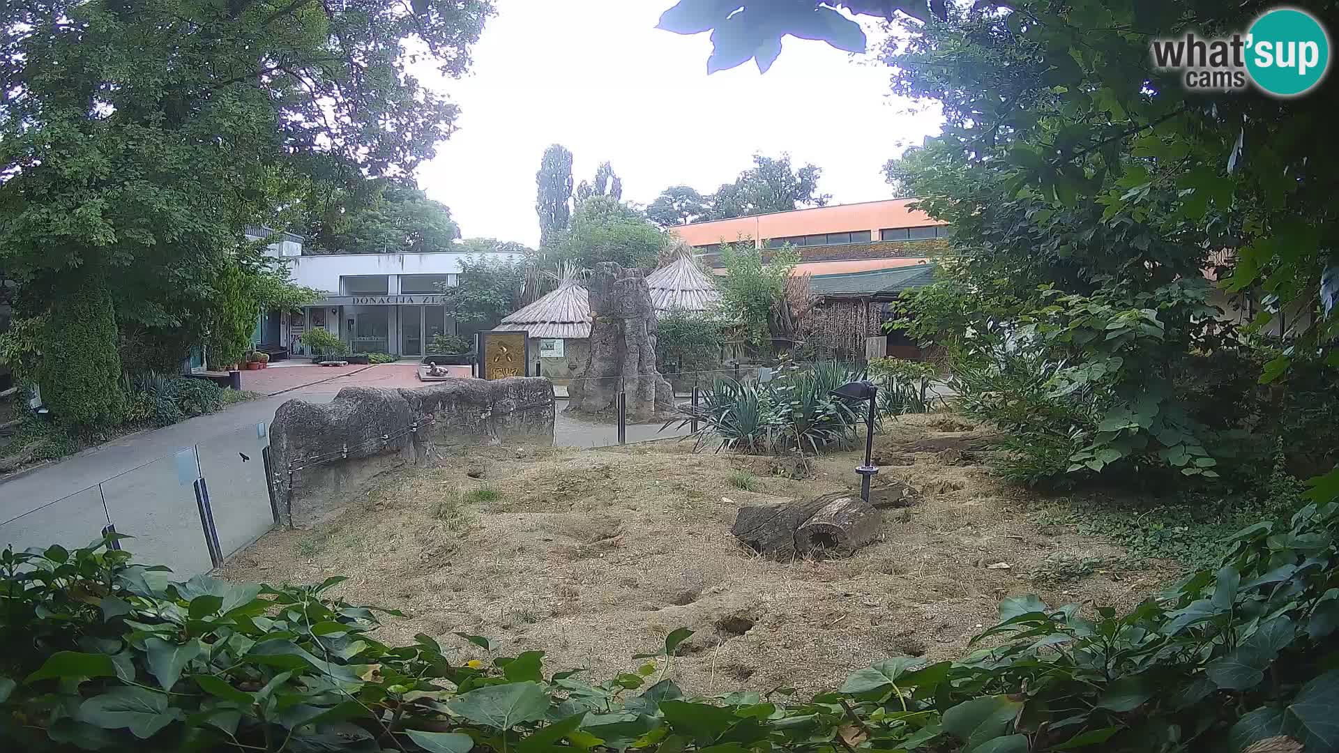 Zoo Zagreb – Suricata