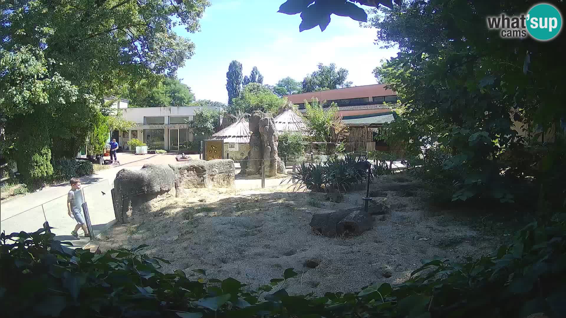 Zoo Zagreb – Suricata