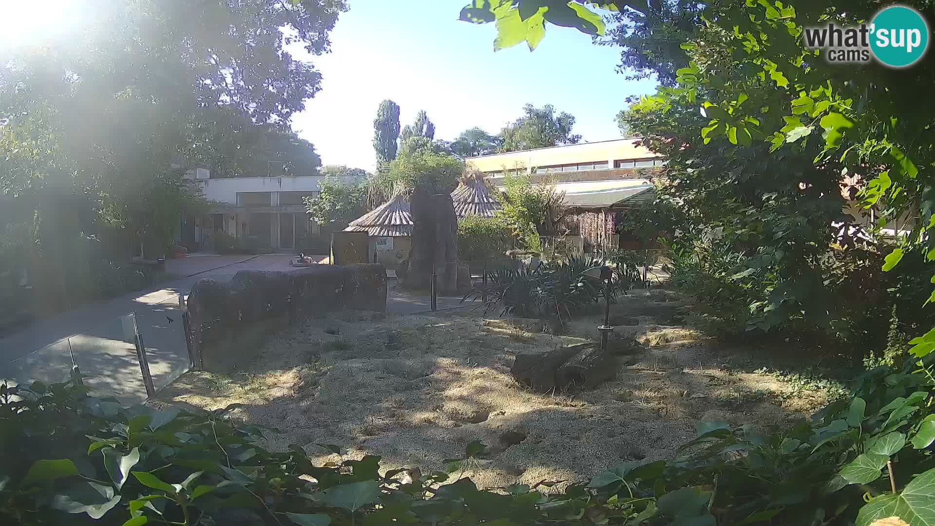 Zoo Zagreb – Suricata