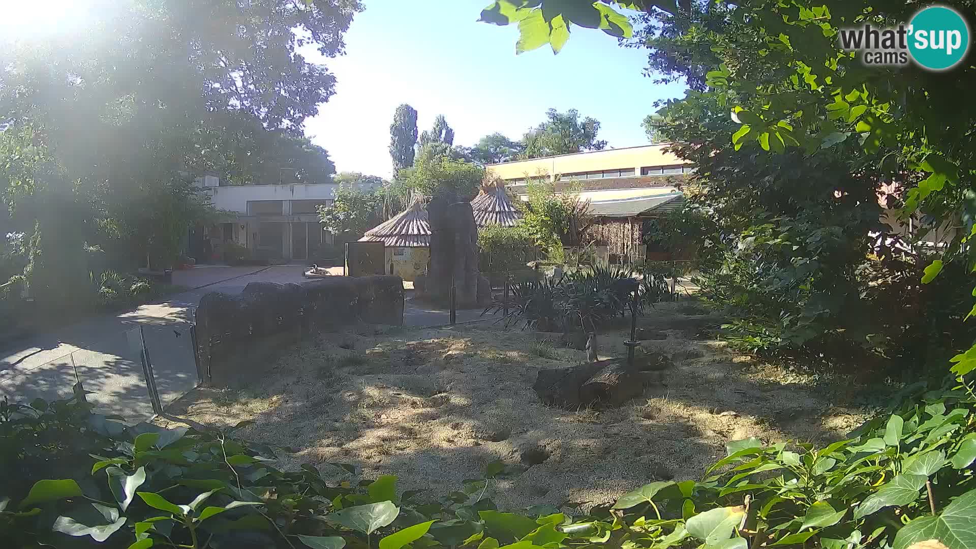 Zoo Zagreb – Meerkat (Suricate)