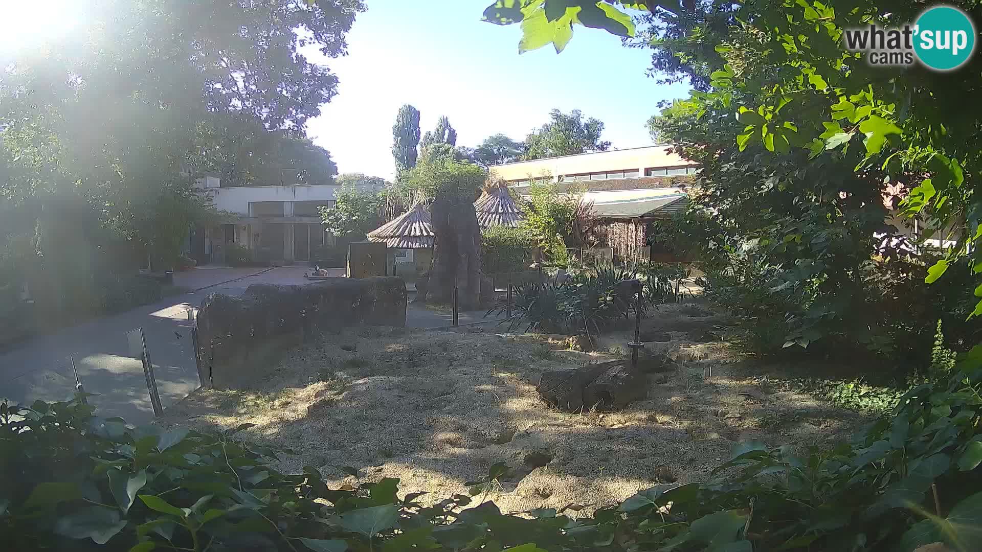 Zoo Zagreb – Surikate