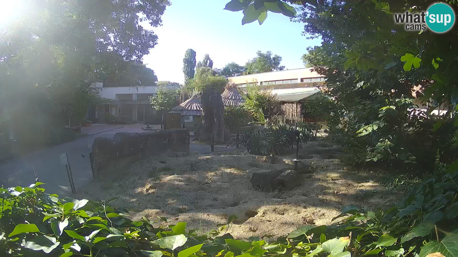 Zoo Zagreb – Suricata