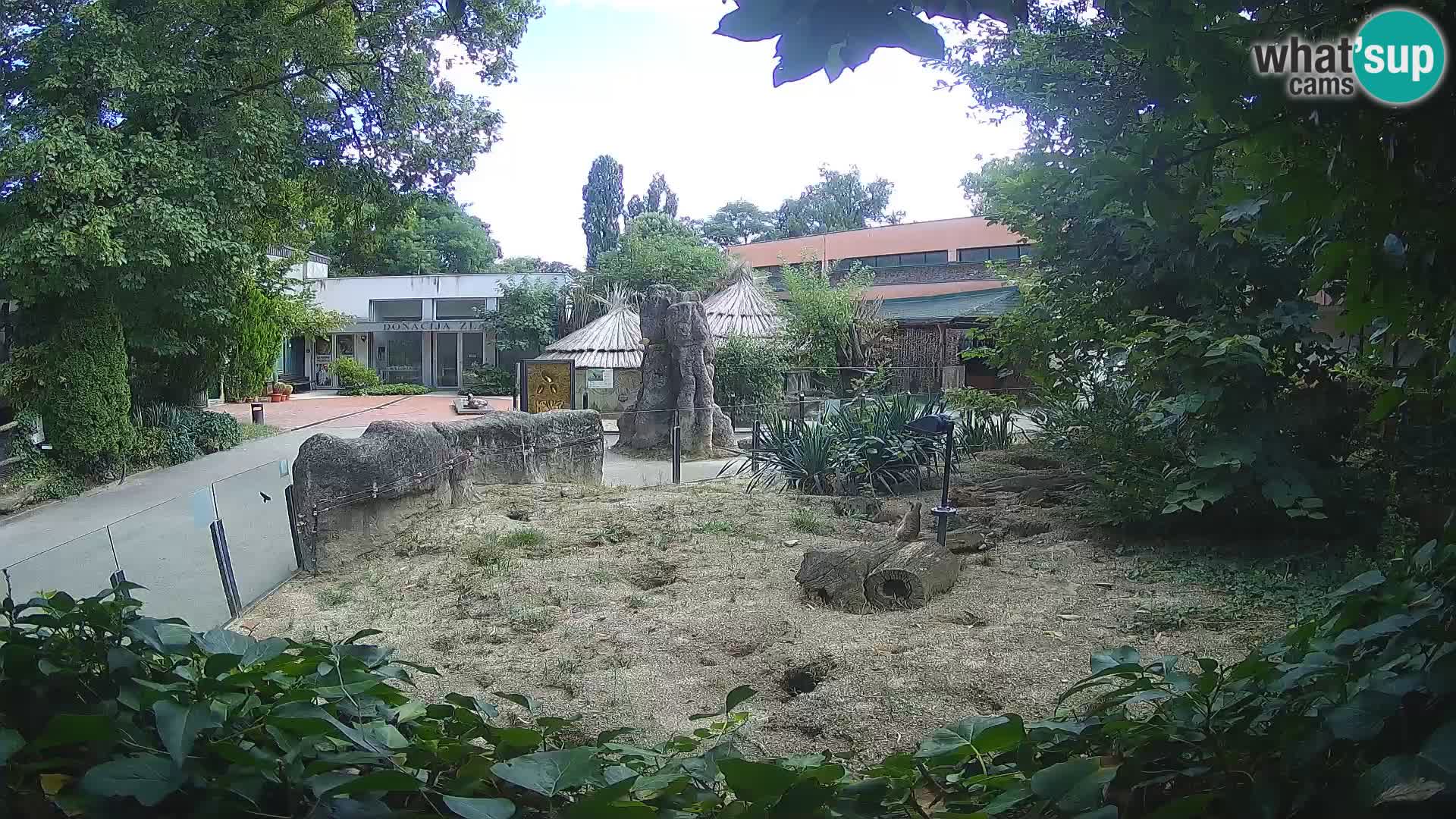 Zoo Zagreb – Erdmännchen