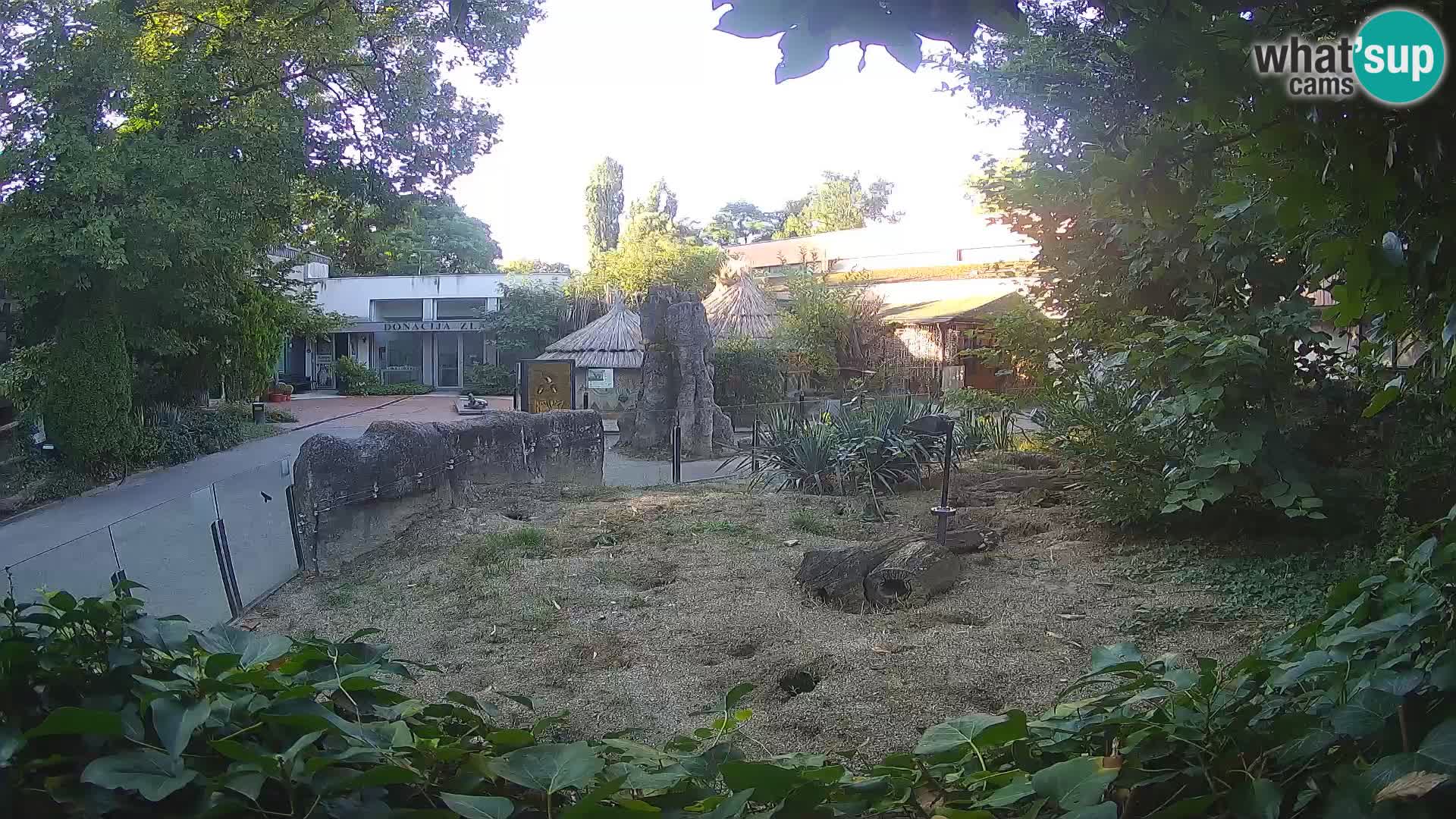 Zoo Zagreb – Merkat