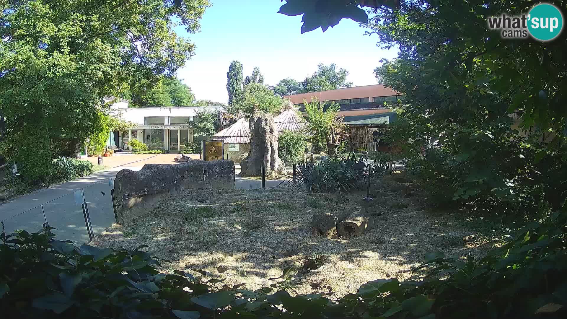 Zoo Zagreb – Suricata