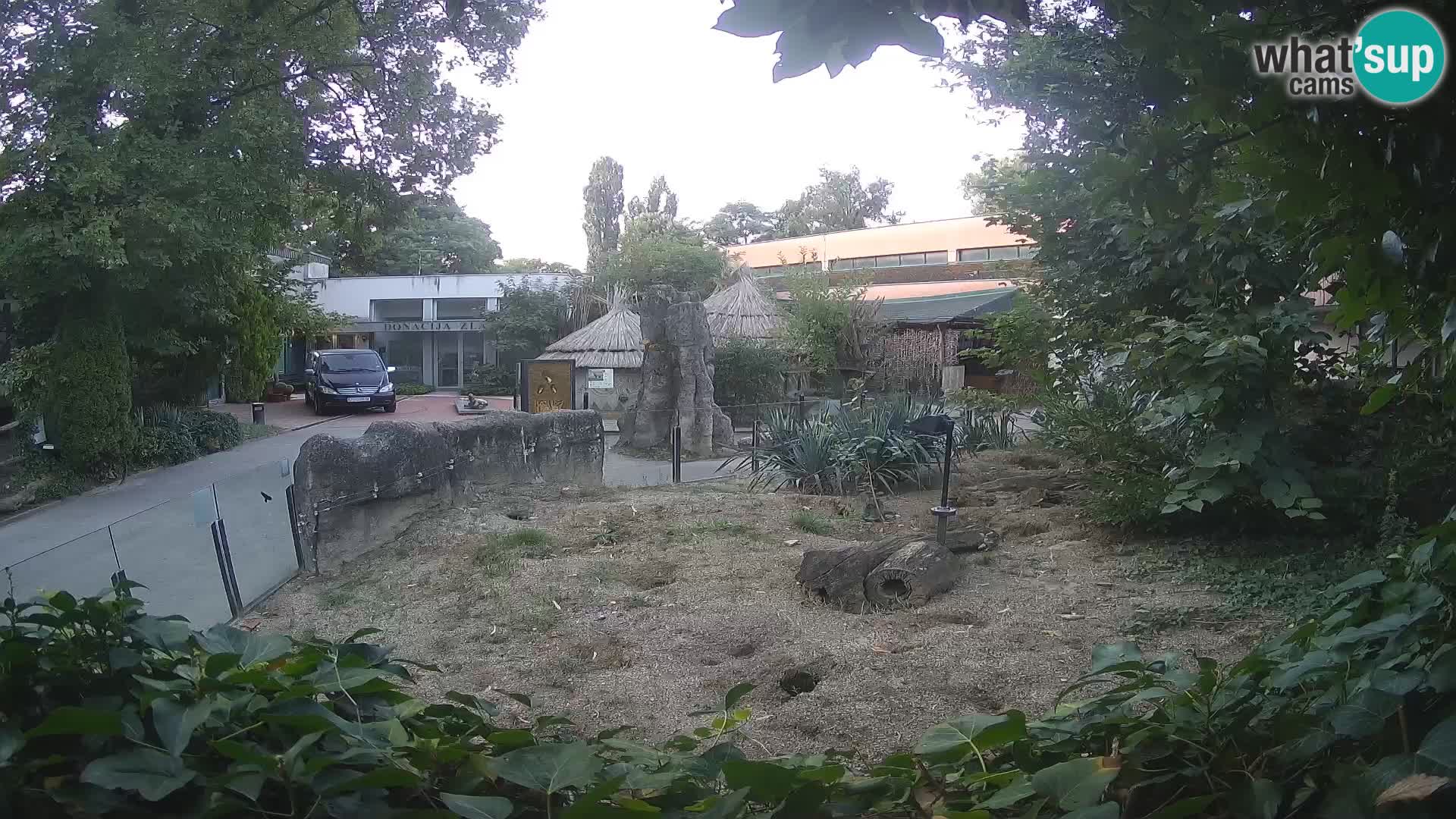 Zoo Zagreb – Suricata