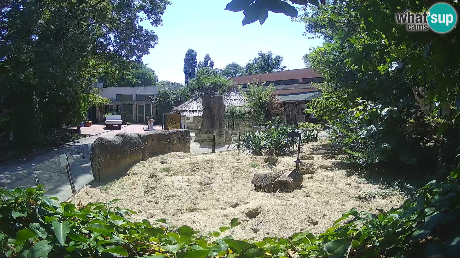 Zoo Zagreb – Suricata