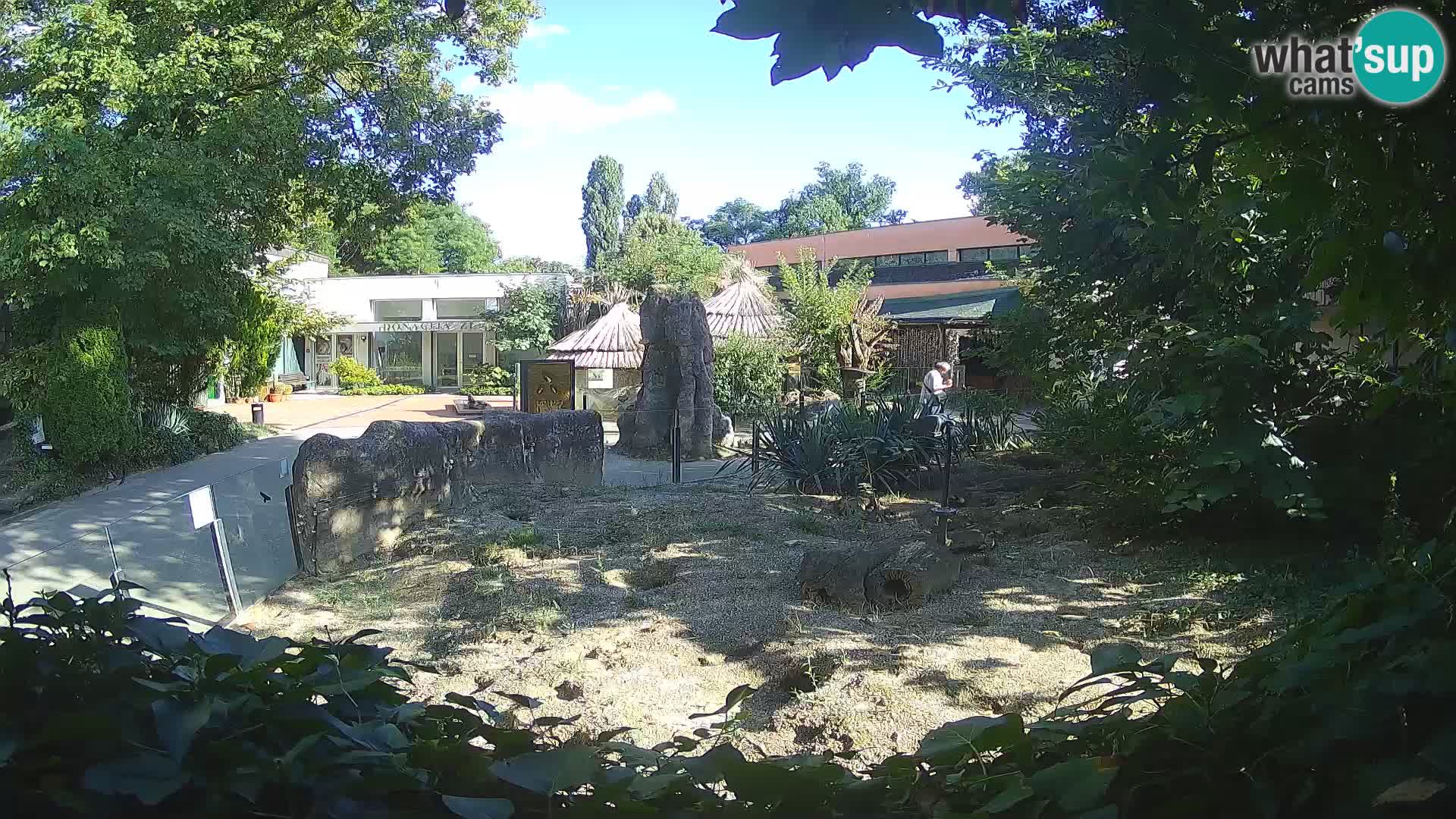 Zoo Zagreb – Surikate
