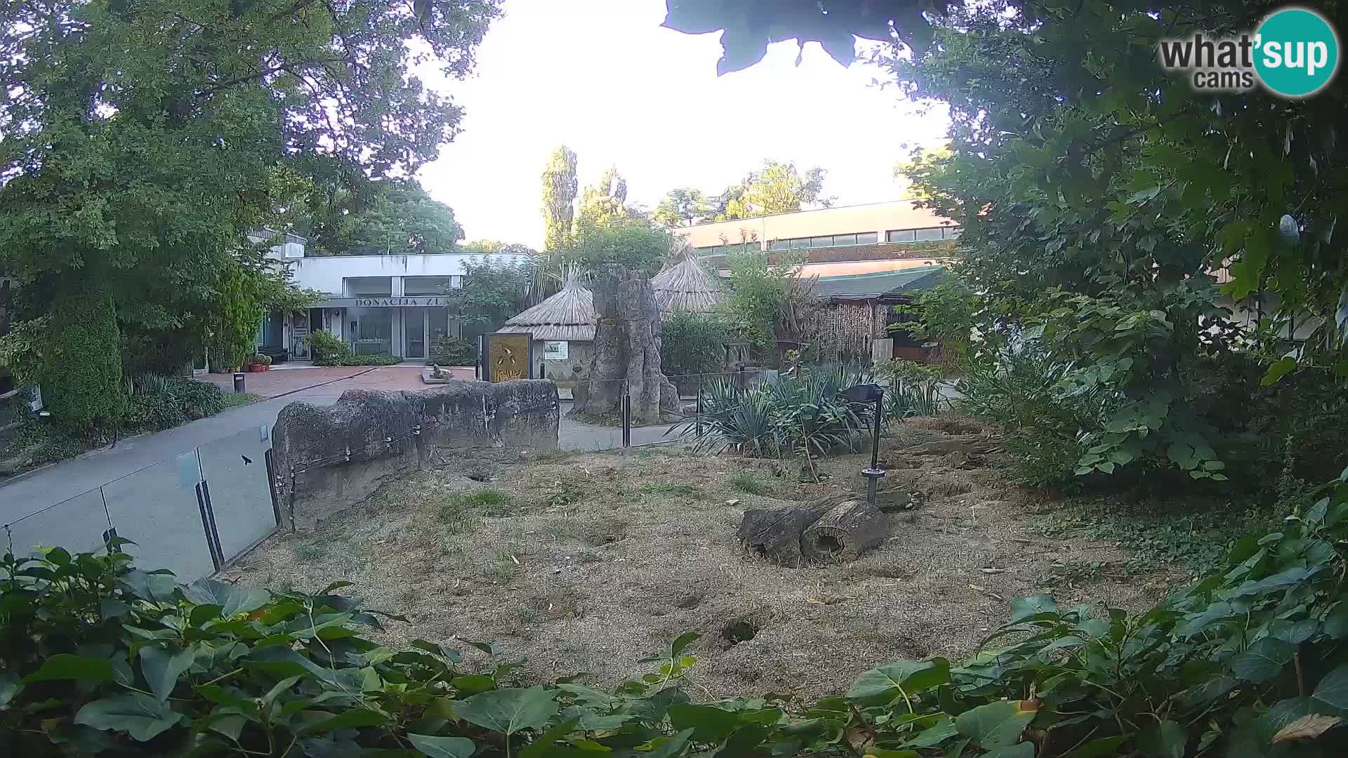 Zoo Zagreb – Suricata