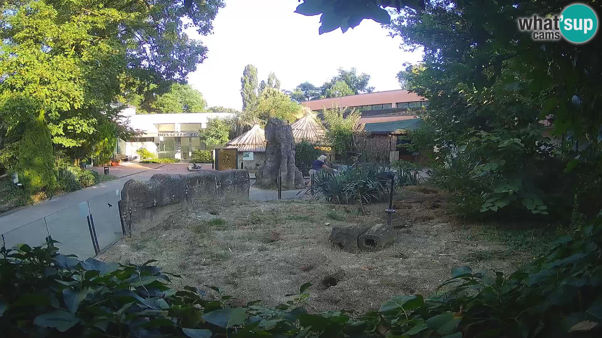 Zoo Zagreb – Meerkat (Suricate)