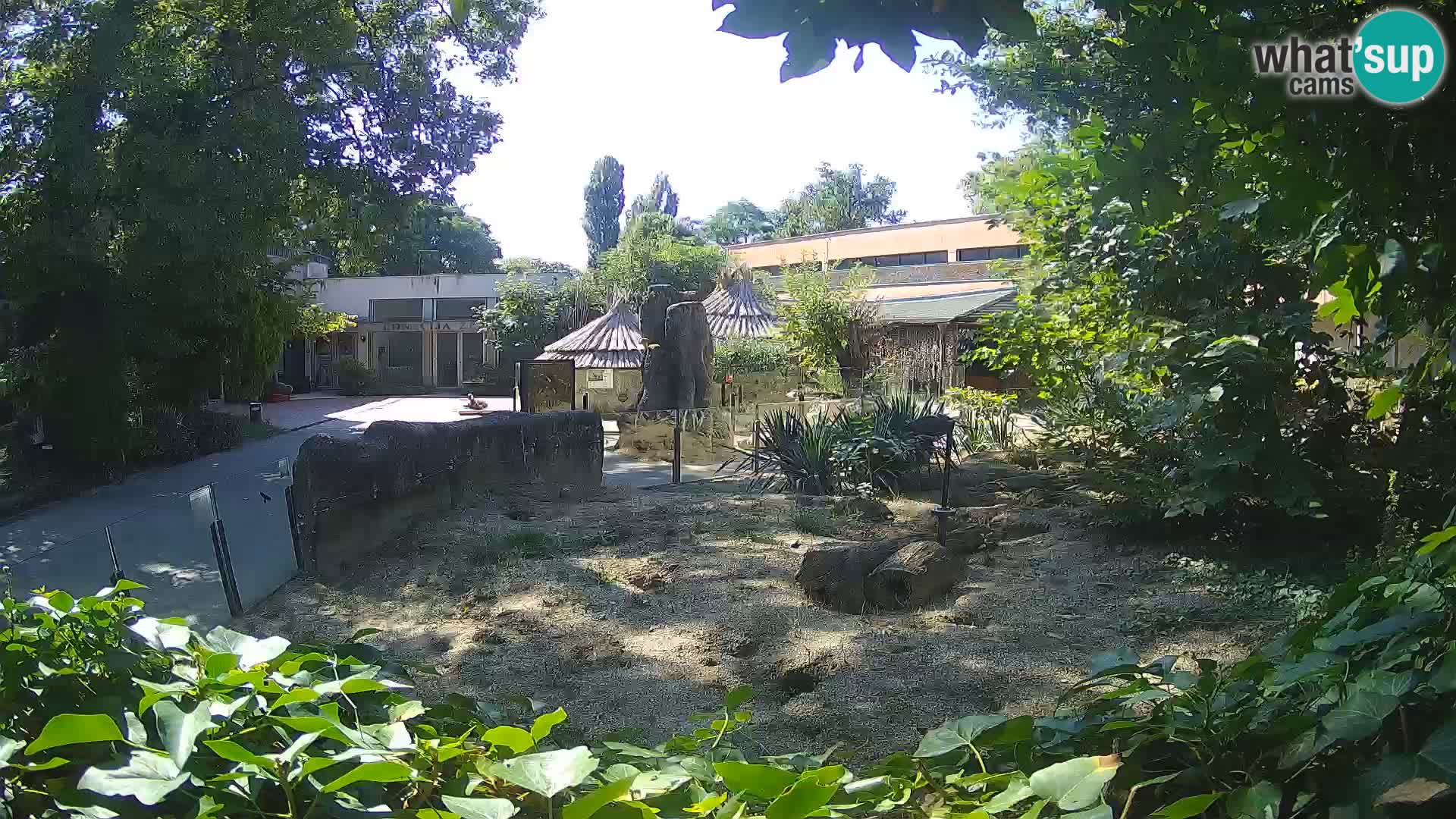 Zoo Zagreb – Suricata