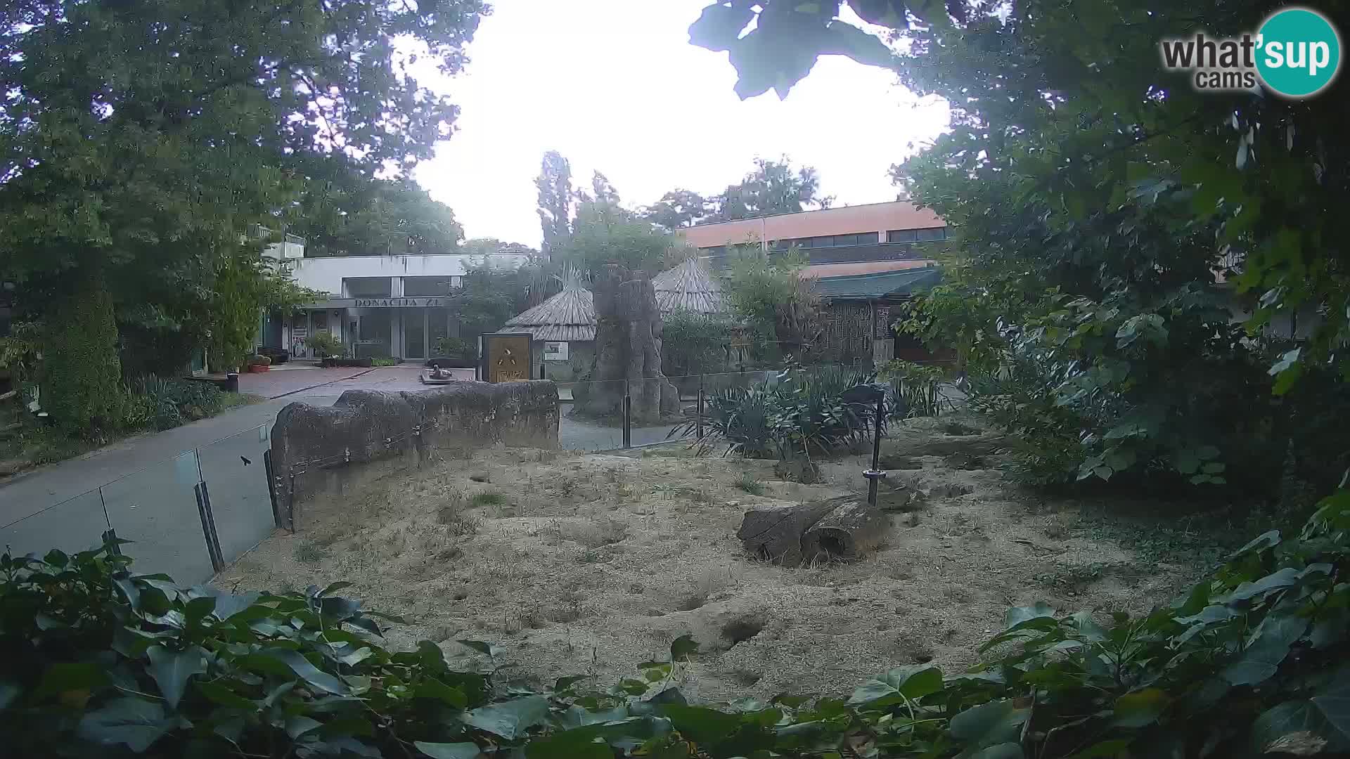 Zoo Zagreb – Meerkat (Suricate)