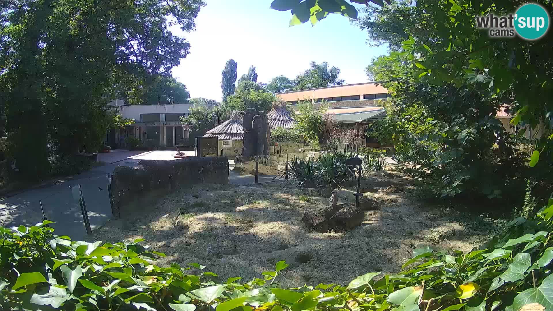 Zoo Zagreb – Meerkat (Suricate)