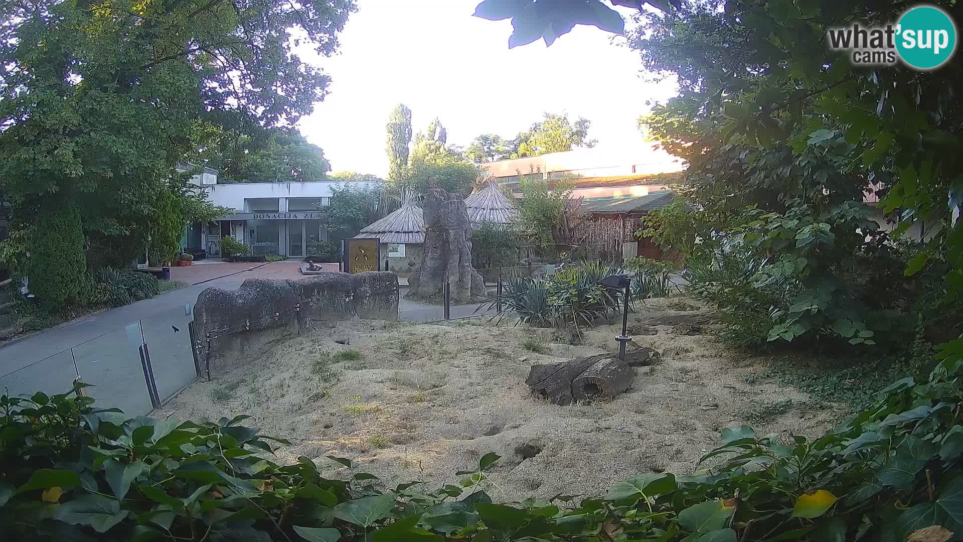 Zoo Zagreb – Suricata