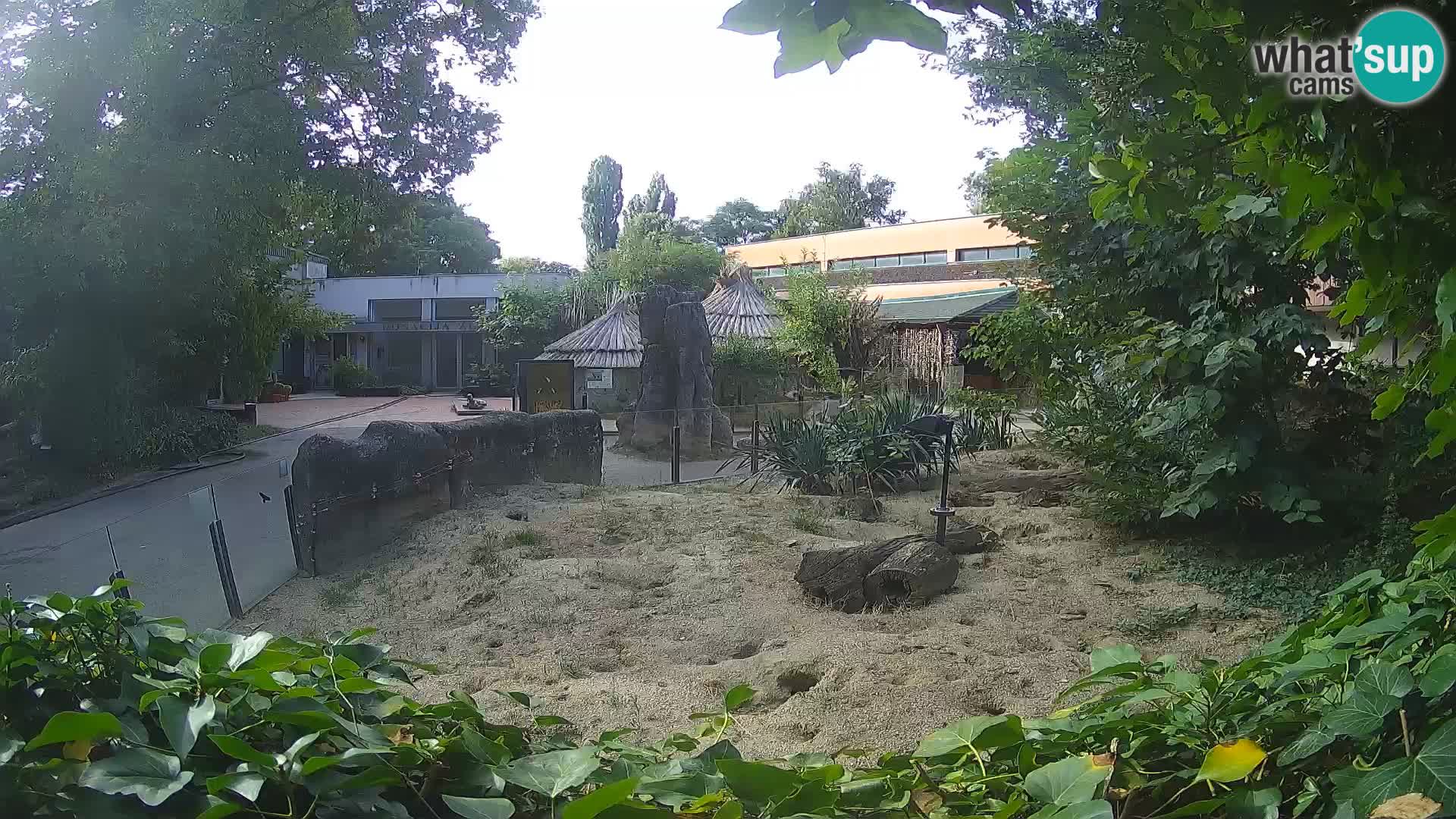 Zoo Zagreb – Merkat