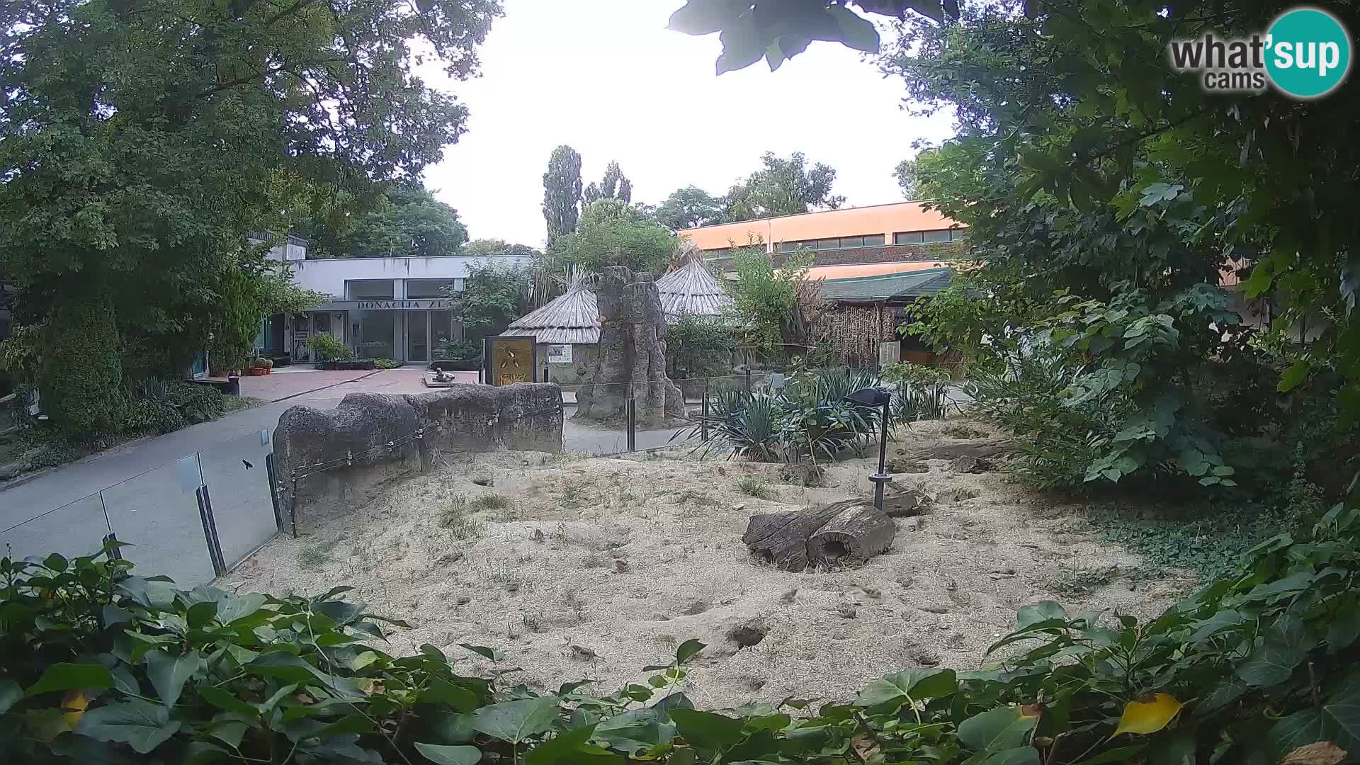 Zoo Zagreb – Suricata