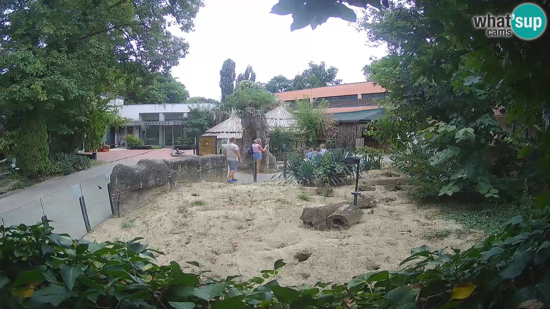 Zoo Zagreb – Suricata